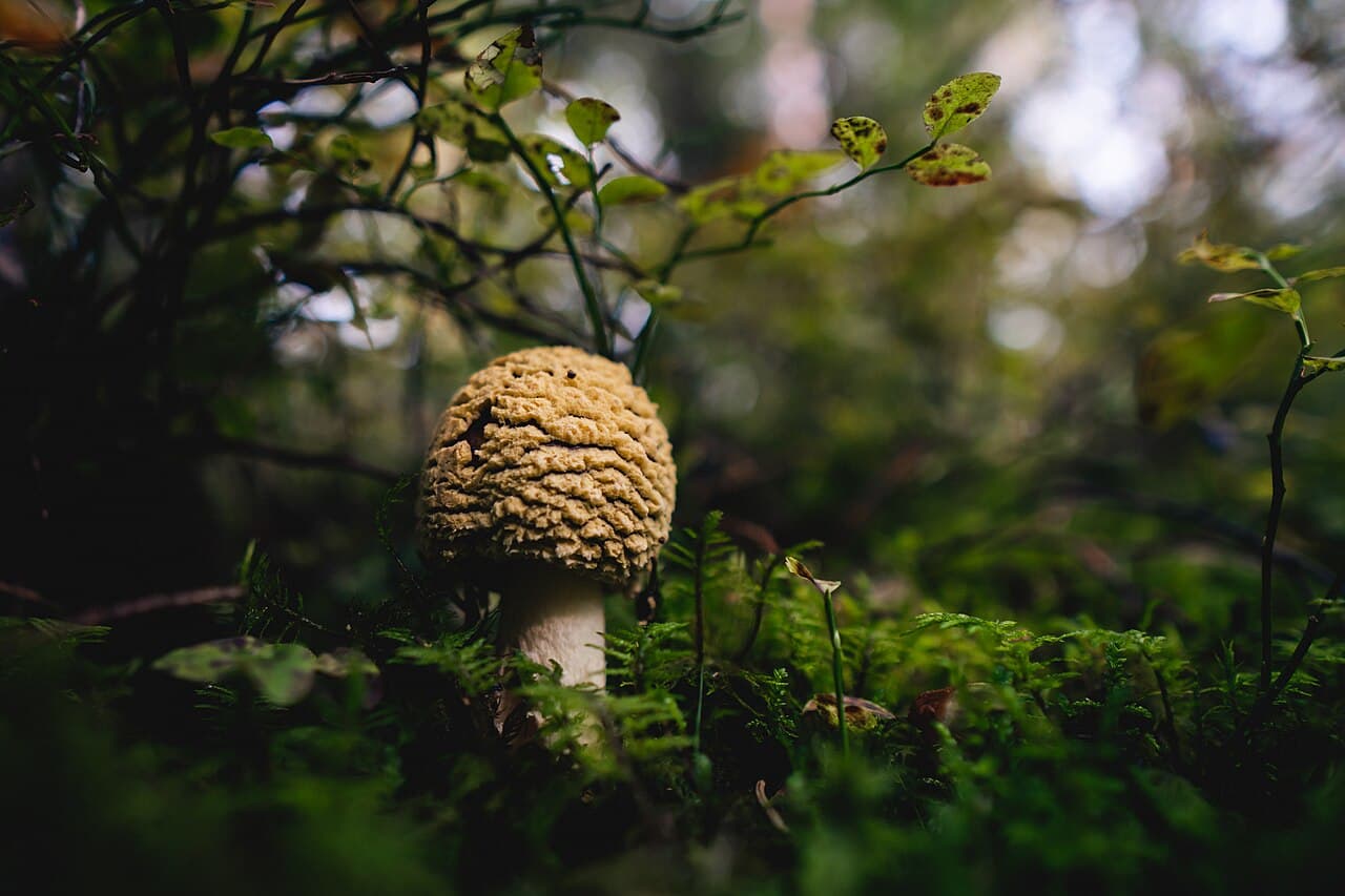 Muchomůrka královská — charakteristický detail