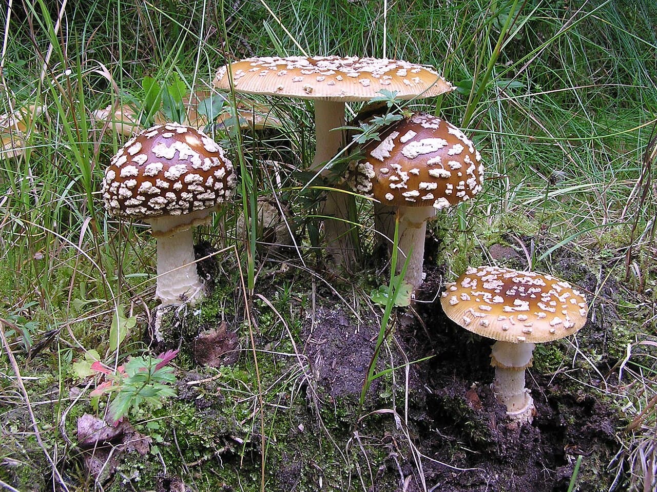 Muchomůrka královská (Amanita regalis)