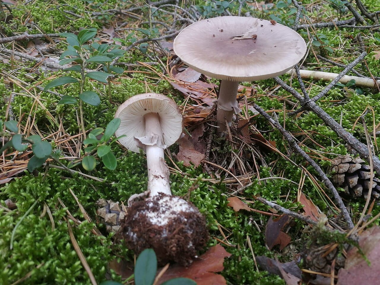 Muchomůrka porfyrová — charakteristický detail