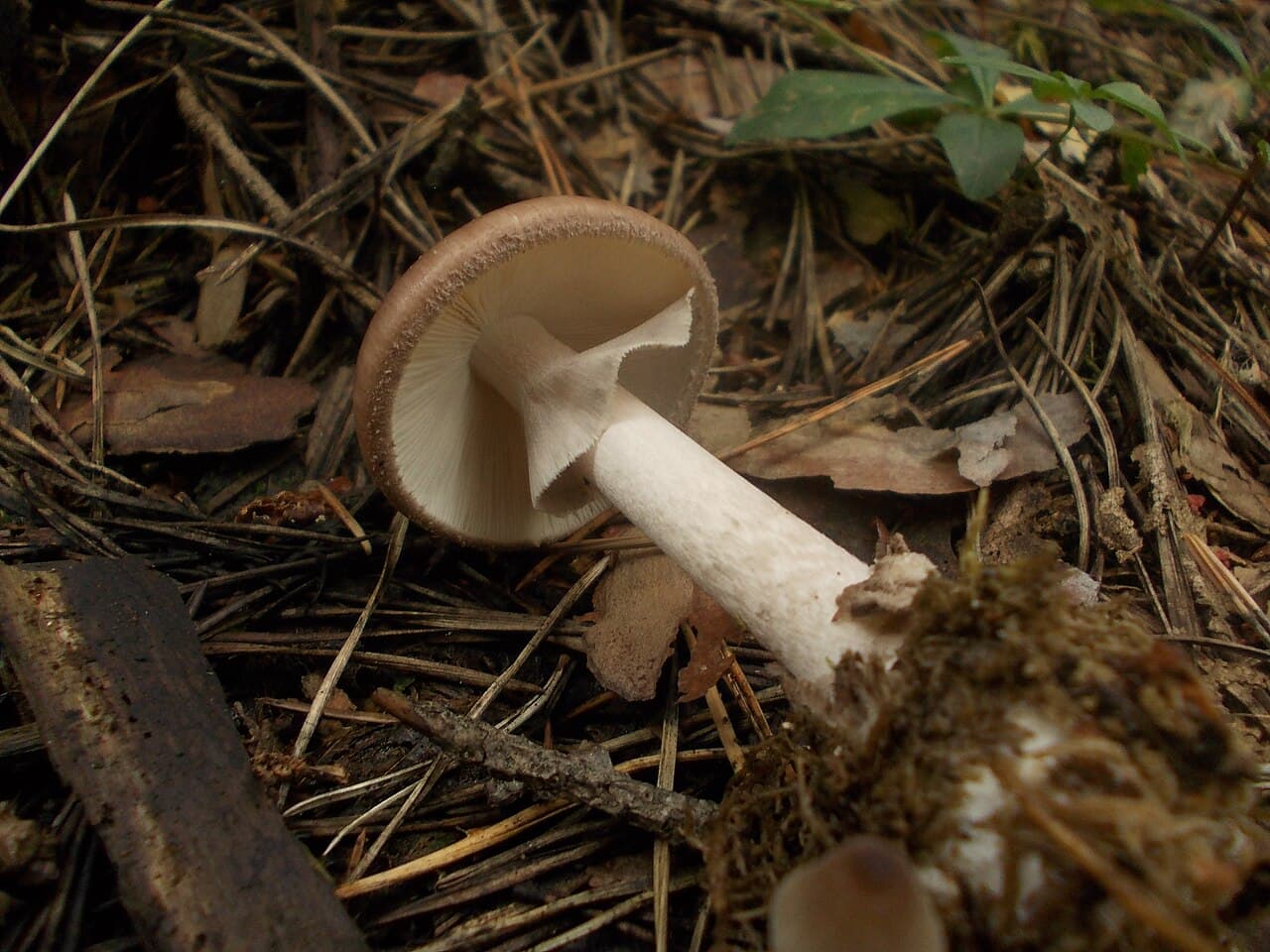 Muchomůrka porfyrová (Amanita porphyria)