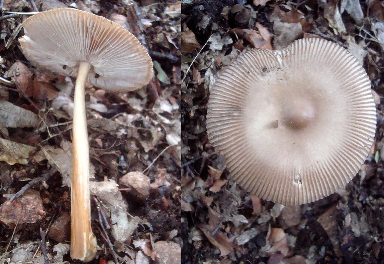 Muchomůrka pošvatá — charakteristický detail