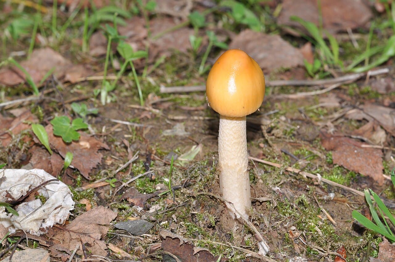 Muchomůrka ryšavá — charakteristický detail