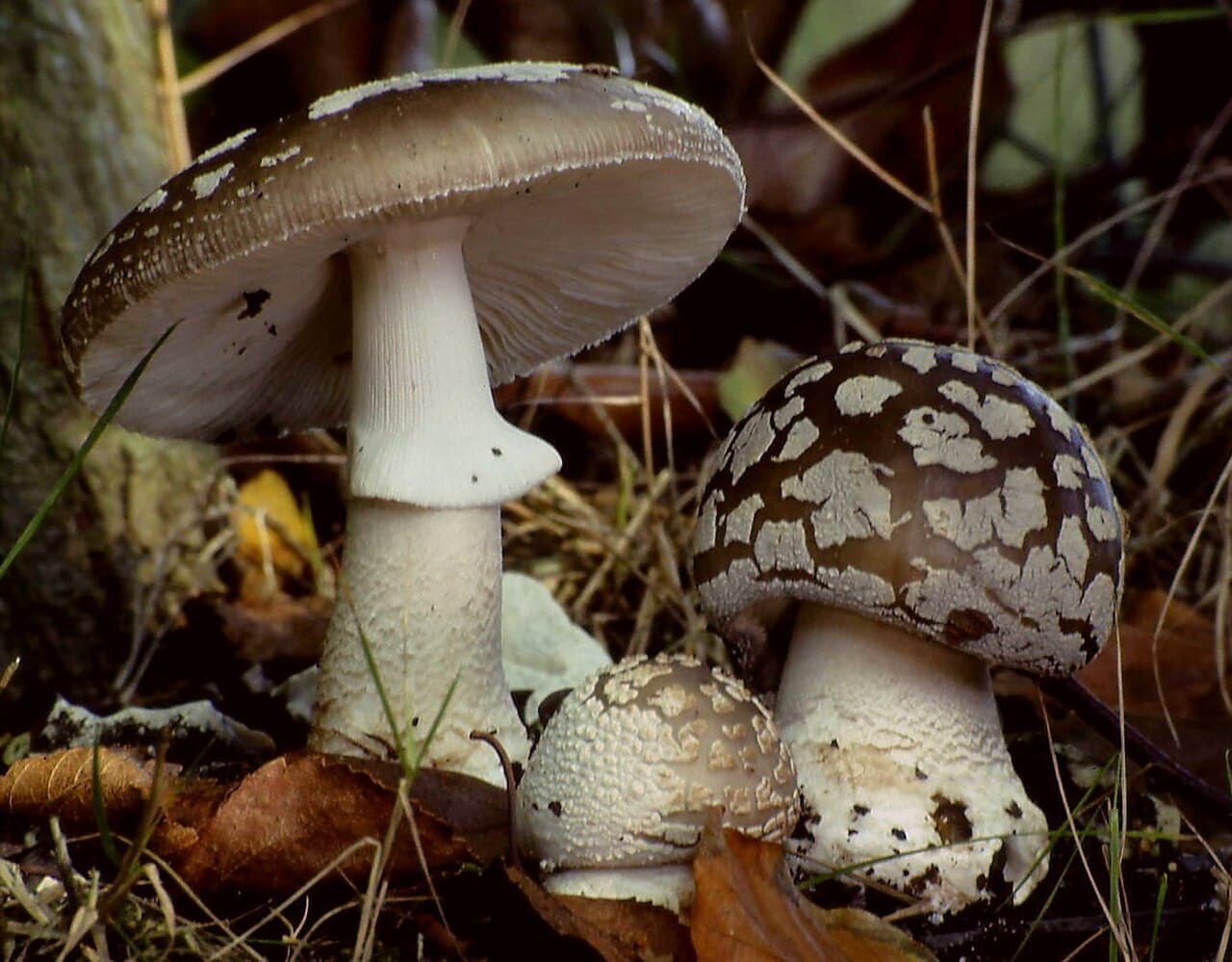 Muchomůrka šedivka (Amanita excelsa)