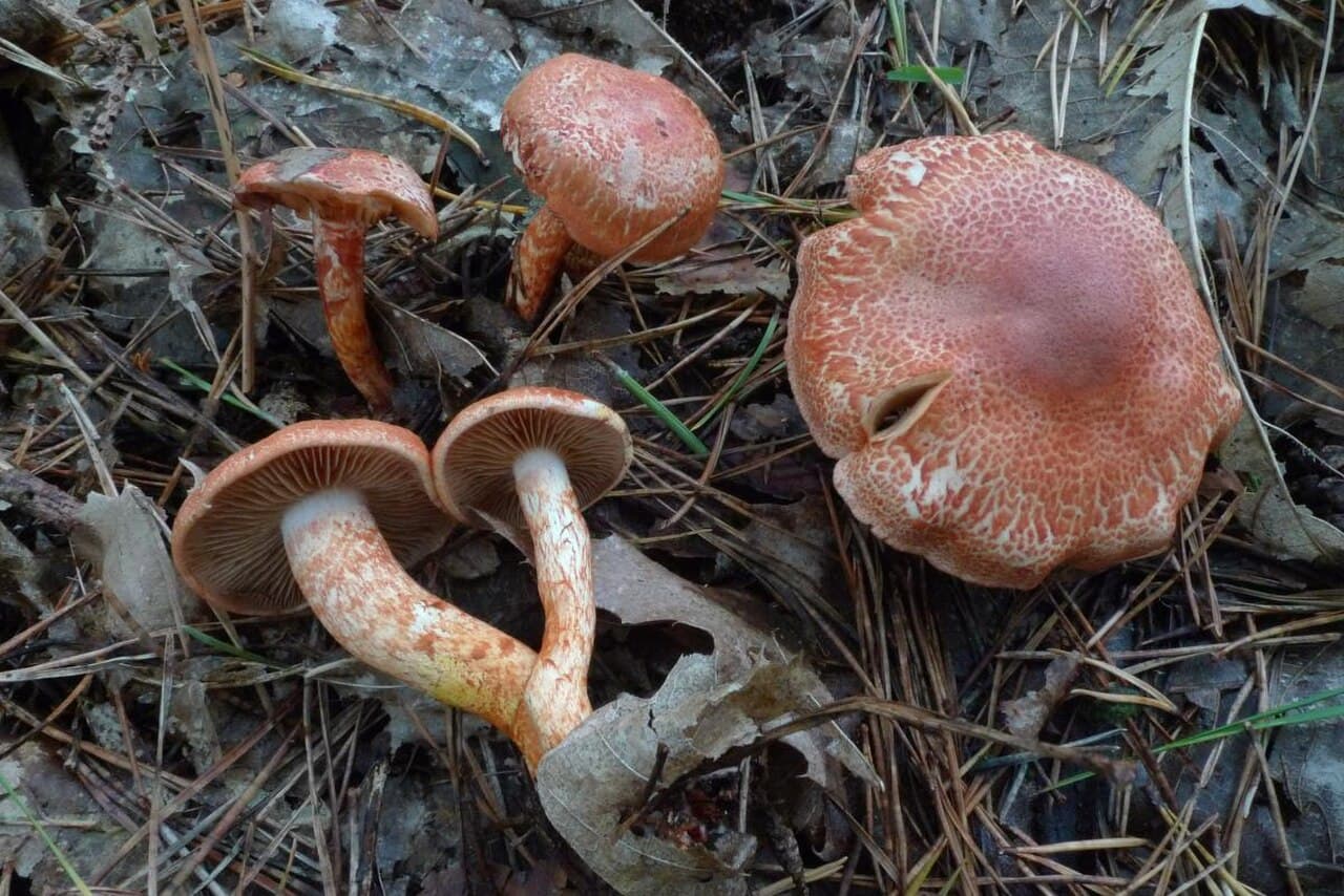 Pavučinec červenošupinný — charakteristický detail