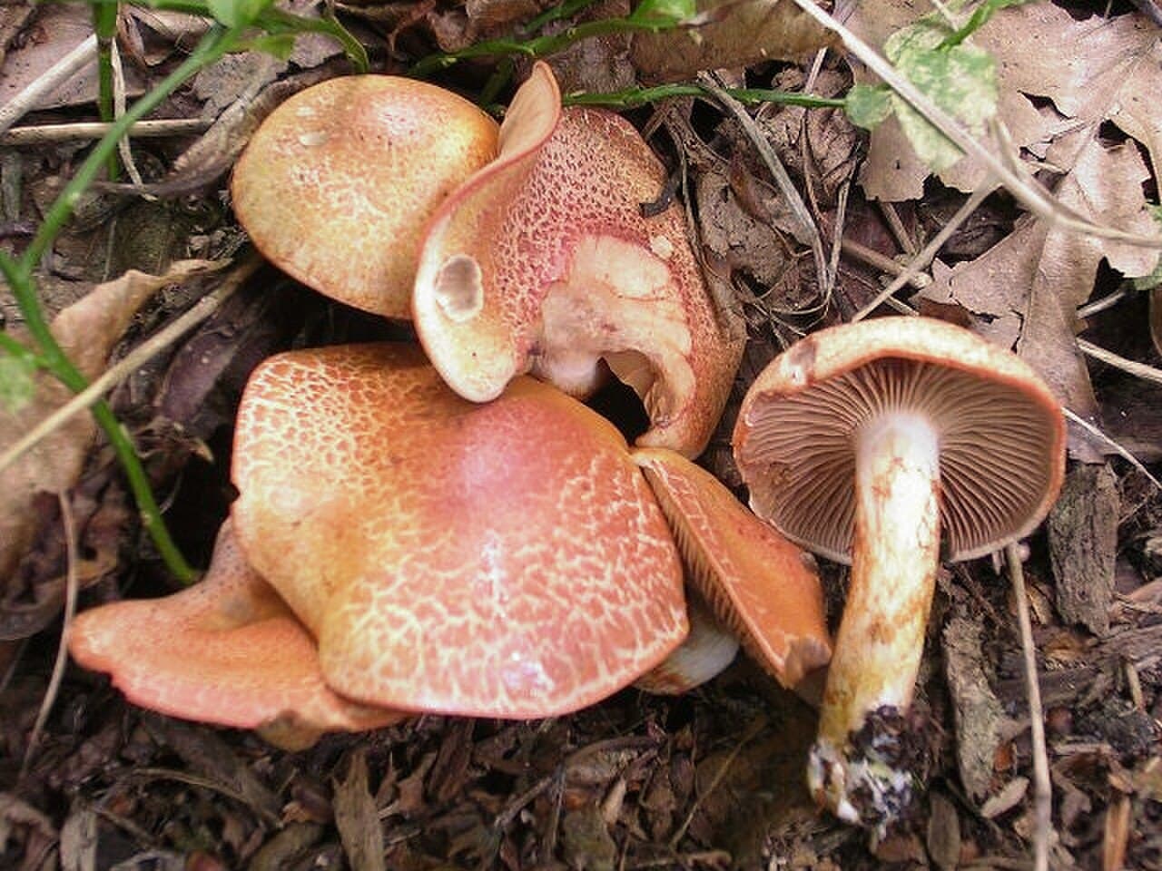 Pavučinec červenošupinný (Cortinarius bolaris)