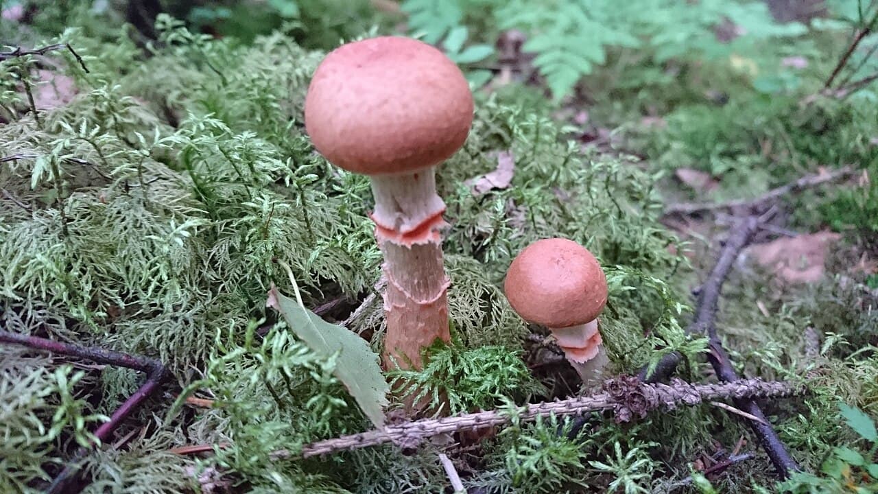 Pavučinec náramkovitý — charakteristický detail