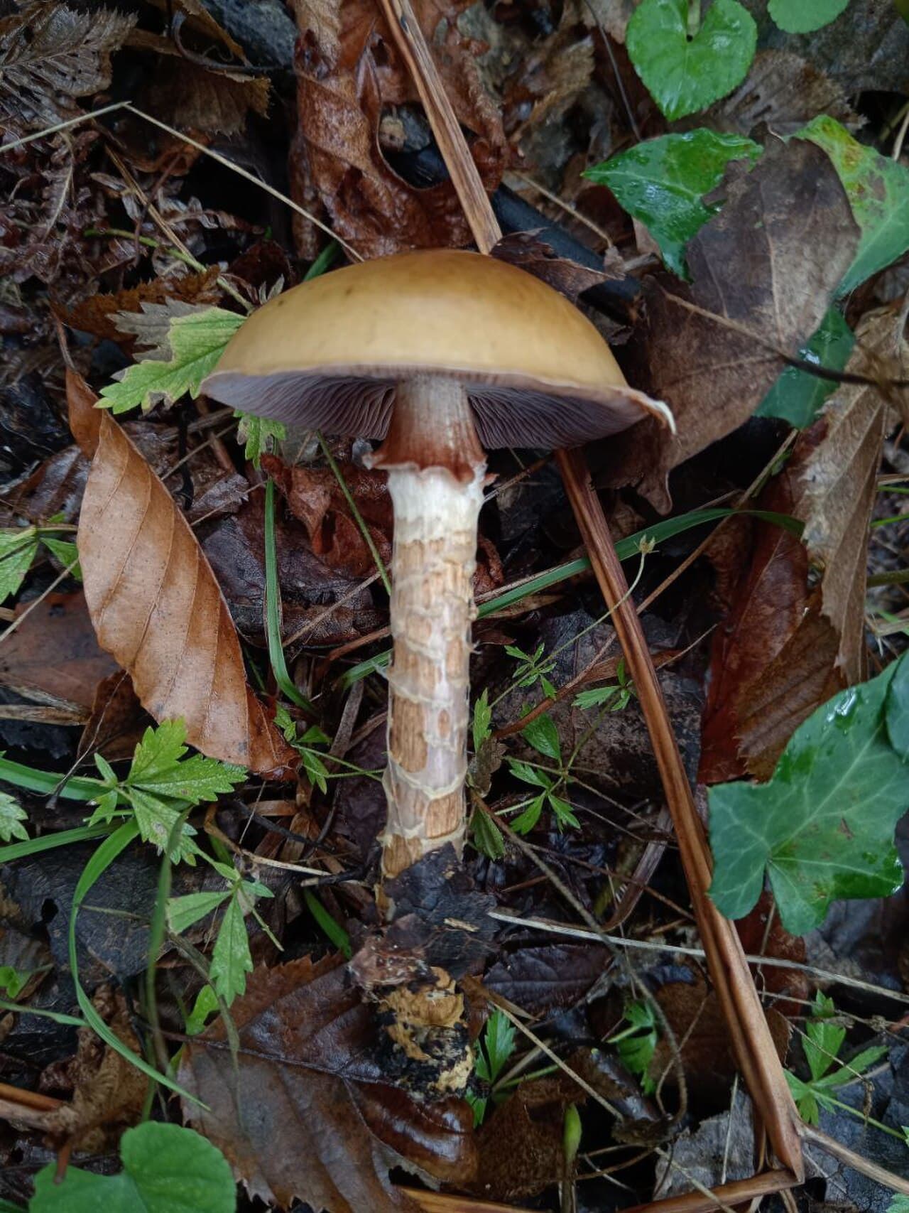 Pavučinec osikový (Cortinarius trivialis)