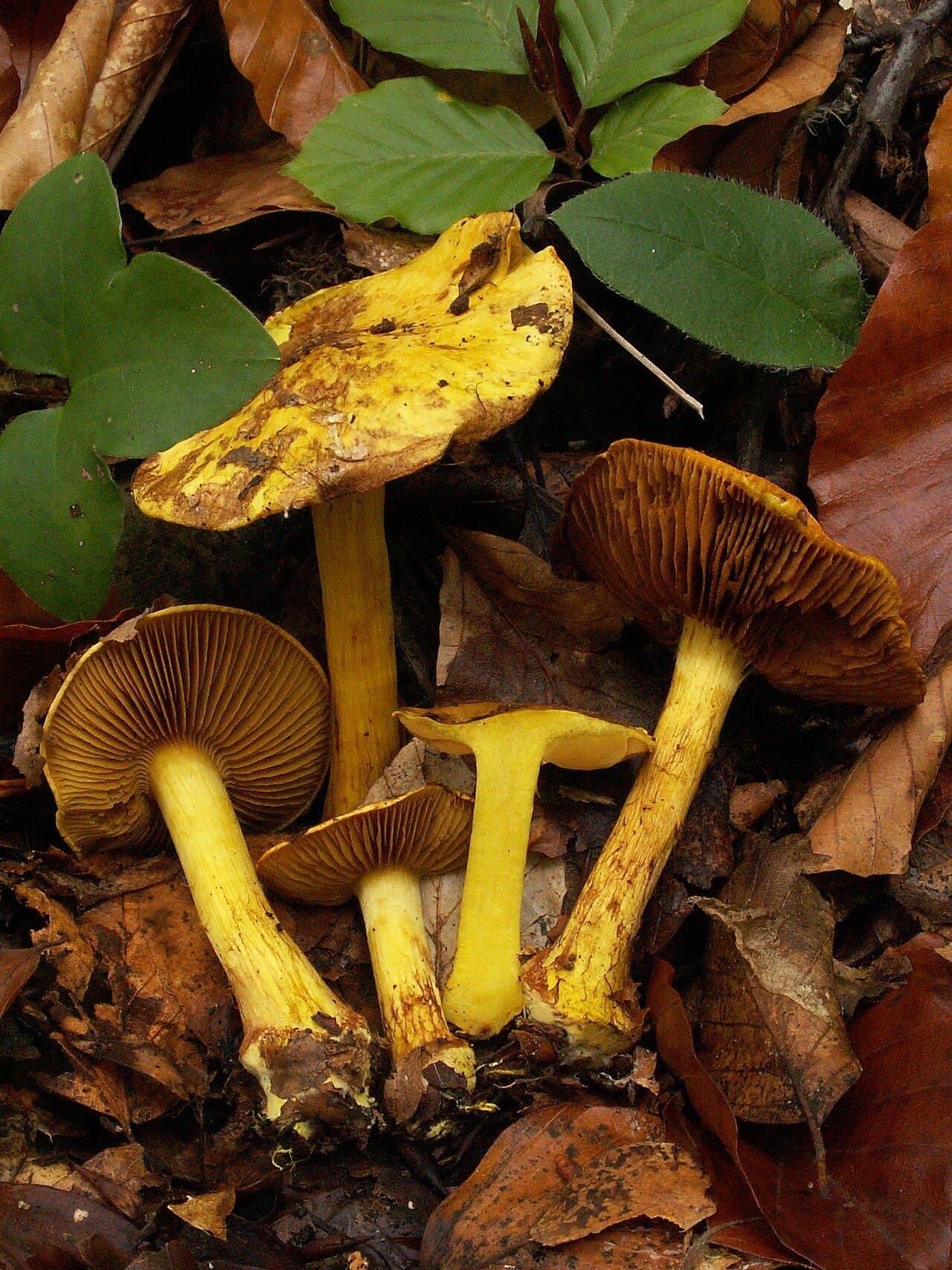 Pavučinec překrásný (Cortinarius splendens)