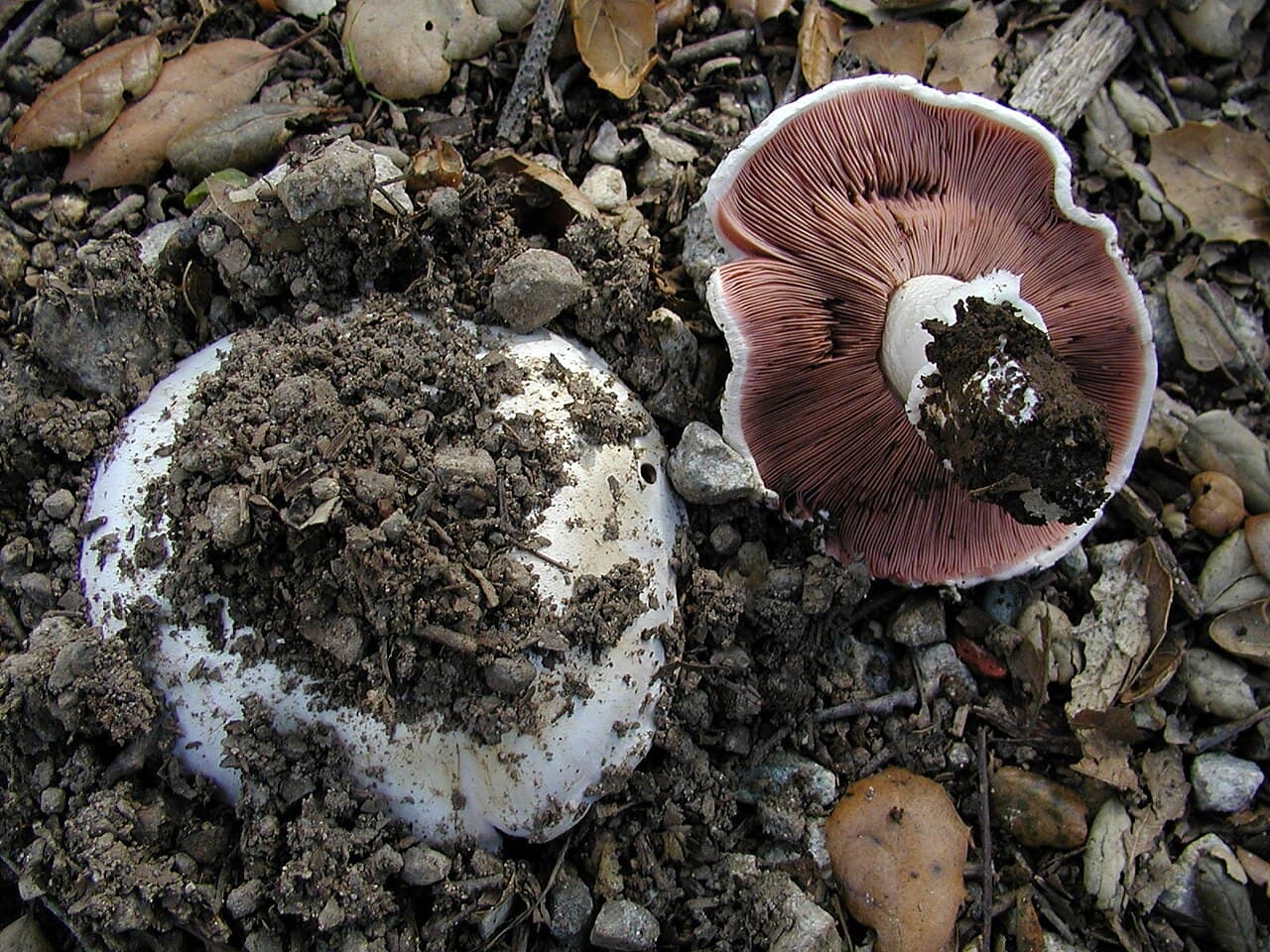 Pečárka opásaná (Agaricus bitorquis)