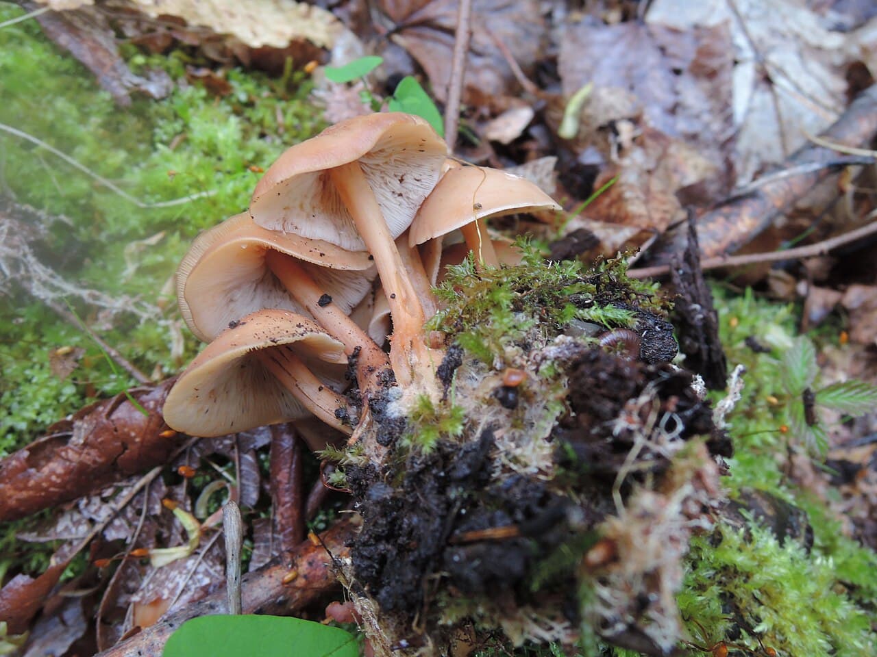 Penízovka hnědá (Gymnopus ocior)