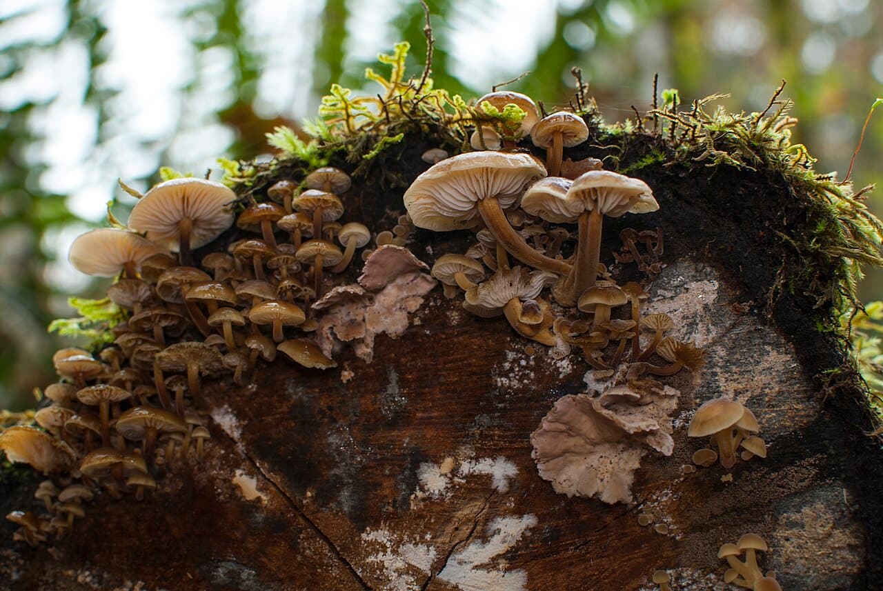 Penízovka sametonohá — charakteristický detail