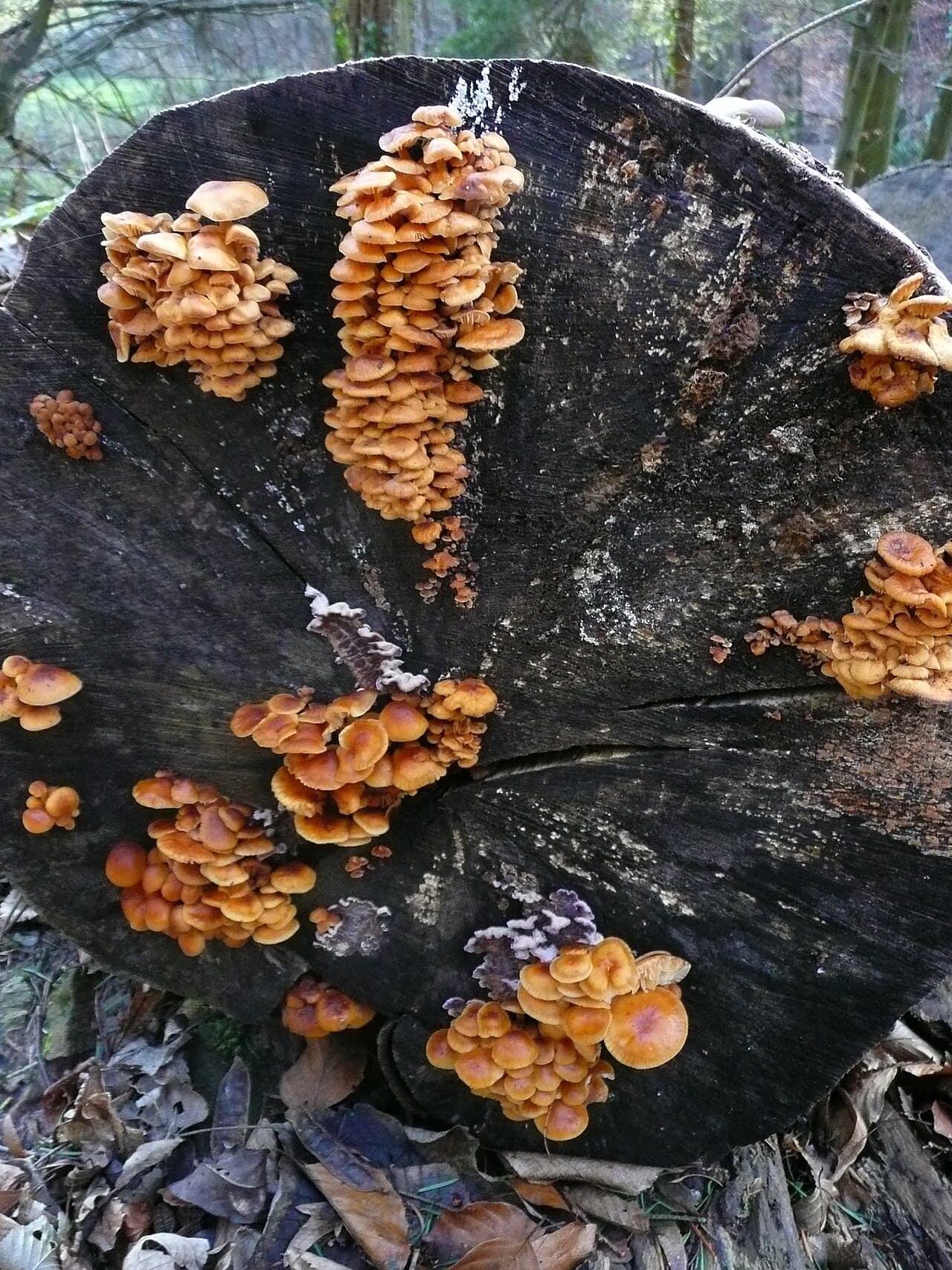 Penízovka sametonohá (Flammulina velutipes)