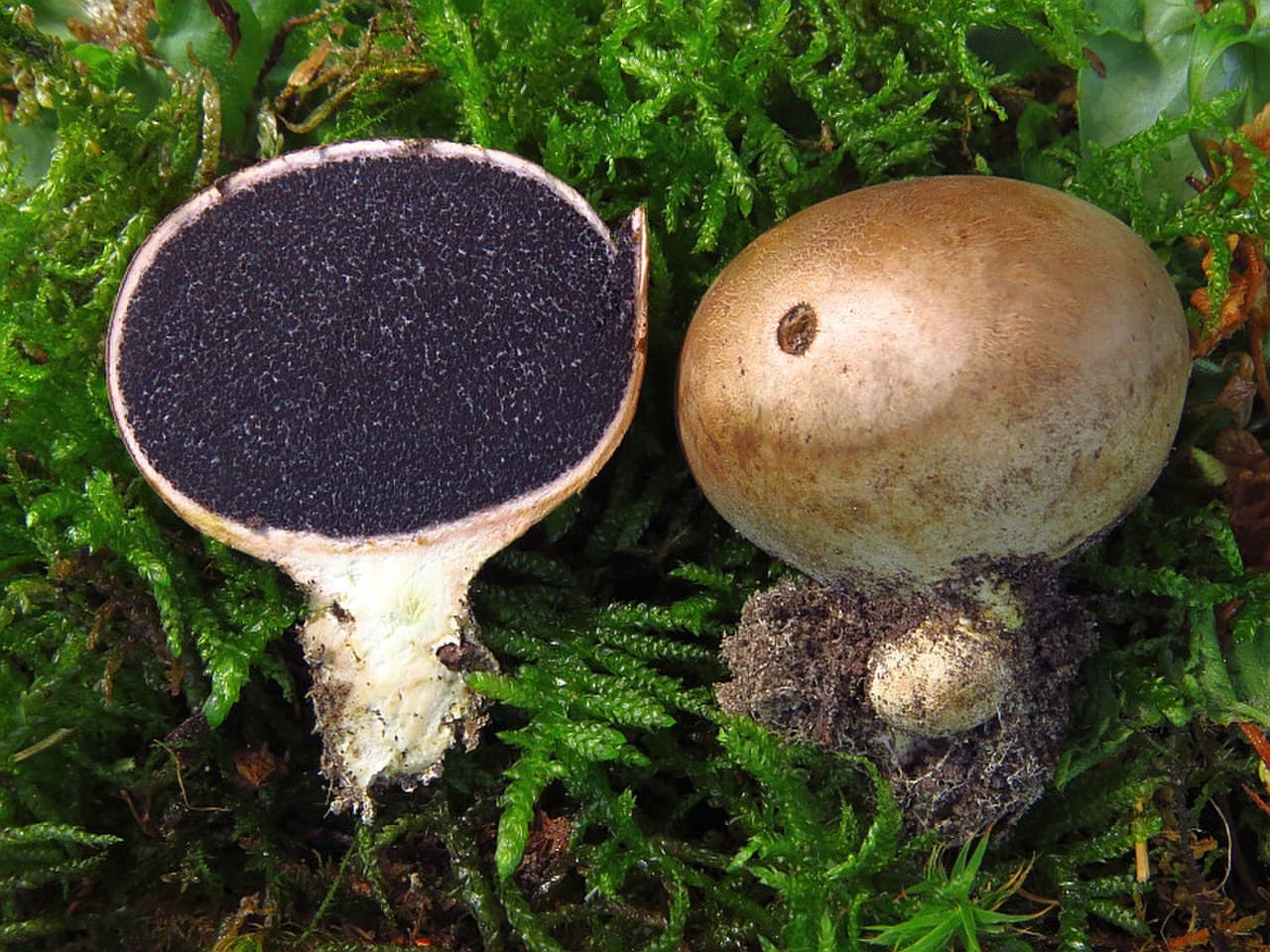 Pestřec prášivkovitý — charakteristický detail