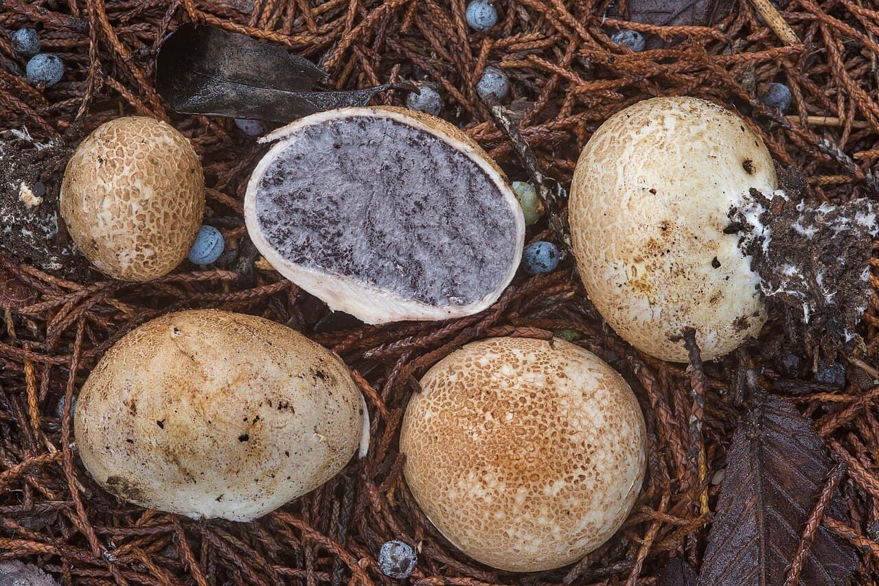 Pestřec prášivkovitý (Scleroderma bovista)