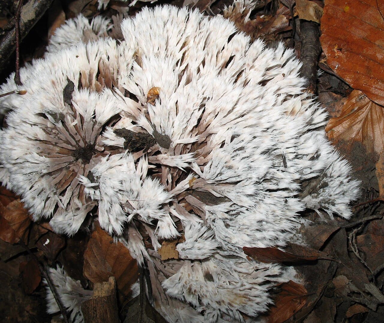 Plesňák čekankový (Thelephora penicillata)