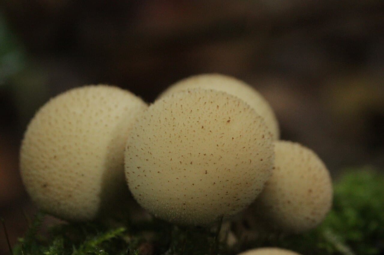 Pýchavka hruškovitá — charakteristický detail