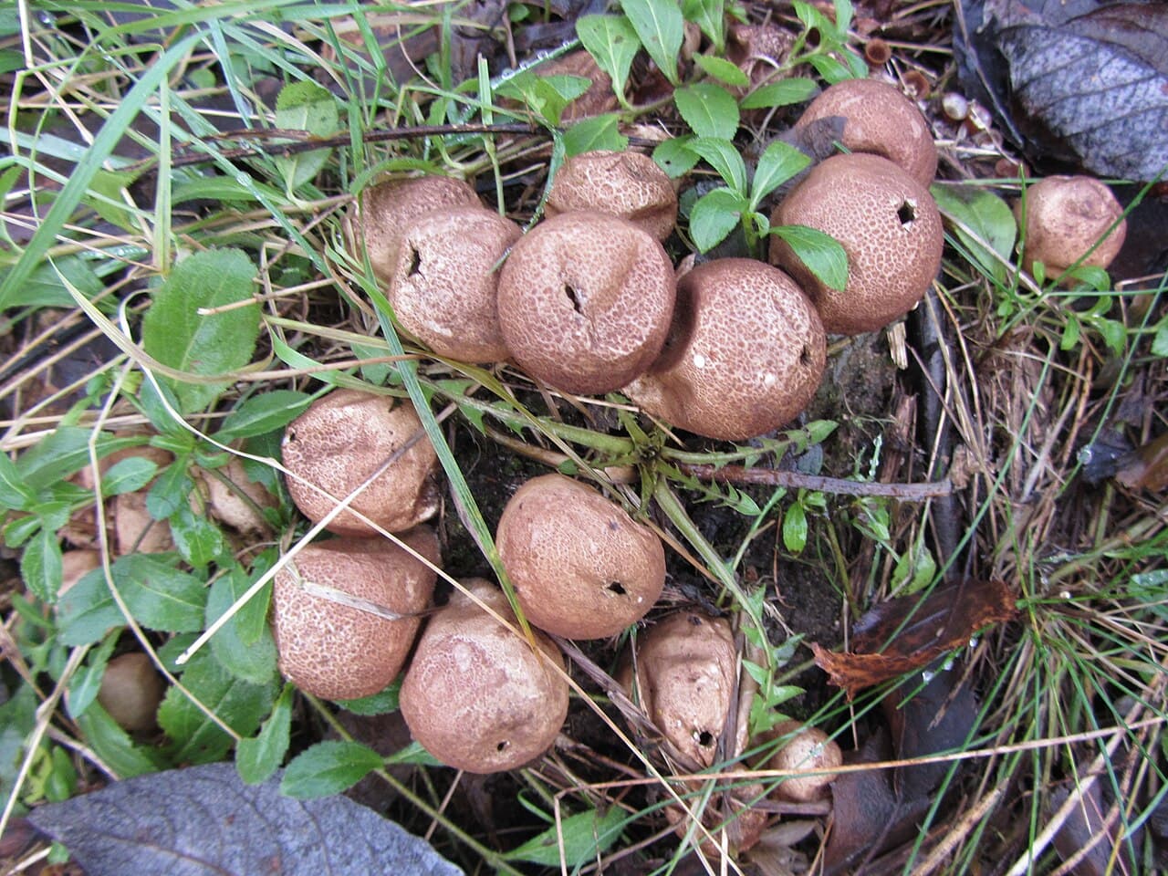 Pýchavka hruškovitá (Lycoperdon pyriforme)