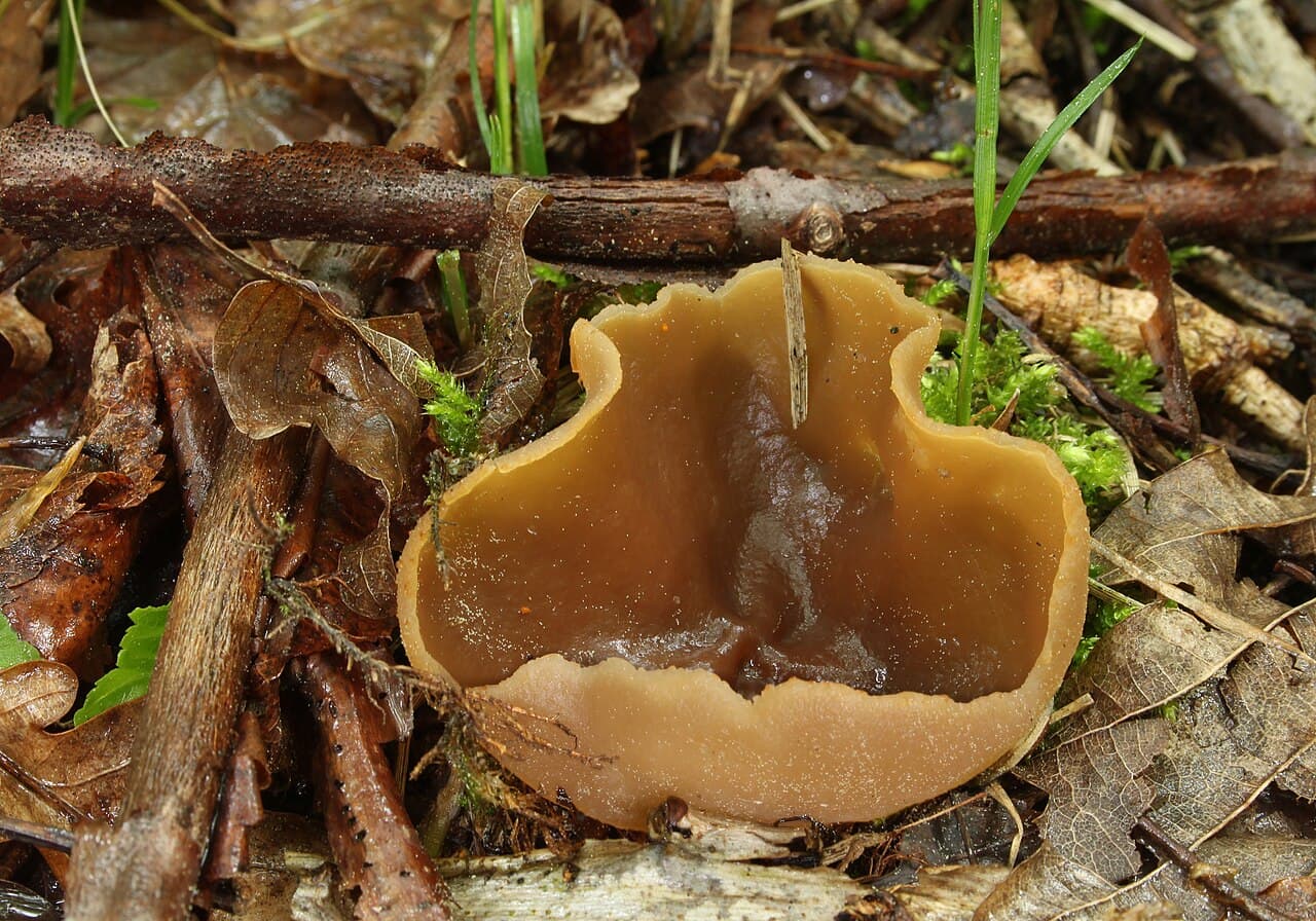 Řasnatka lesní — charakteristický detail