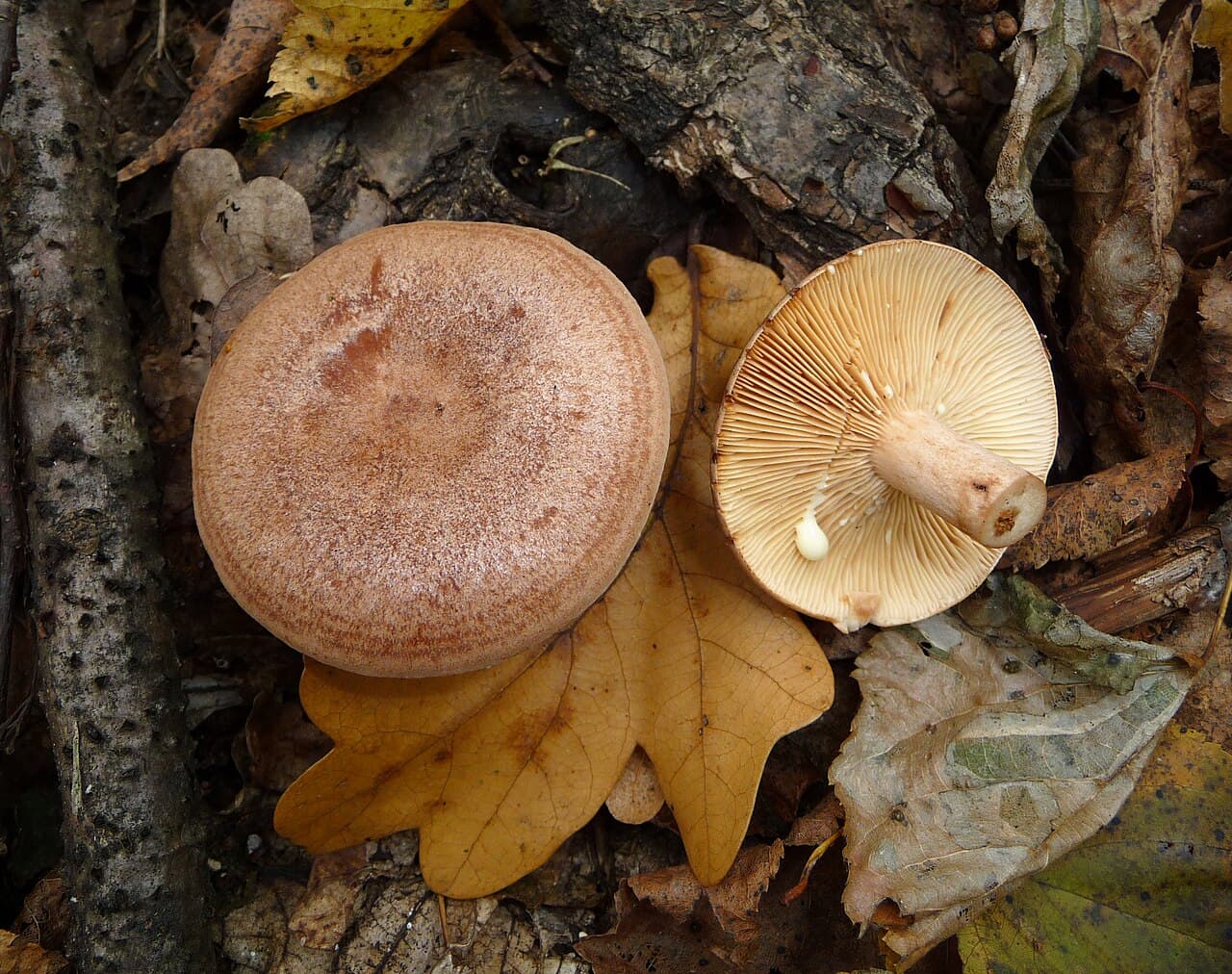 Ryzec dubový — charakteristický detail