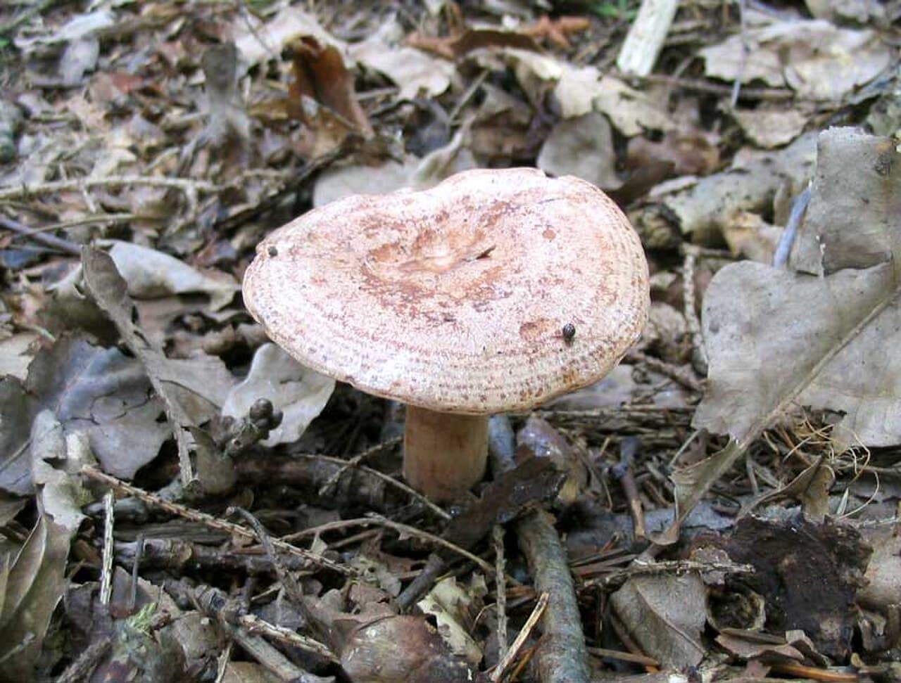 Ryzec dubový (Lactarius quietus)