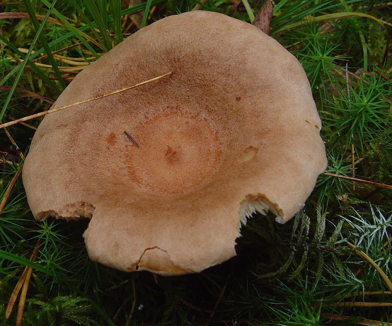 Ryzec hnědý — charakteristický detail