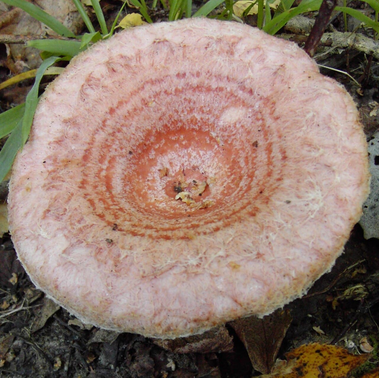 Ryzec kravský (Lactarius torminosus)
