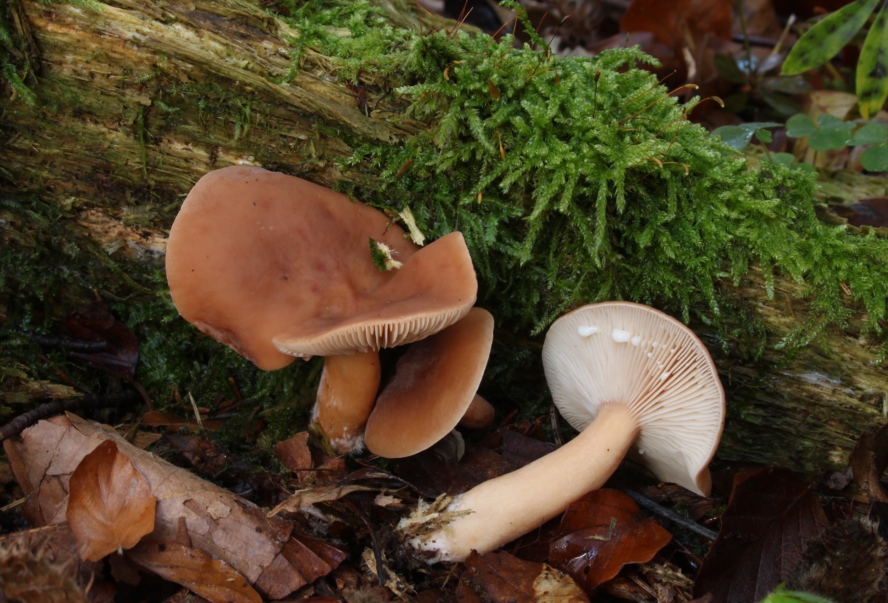 Ryzec nasládlý (Lactarius subdulcis)