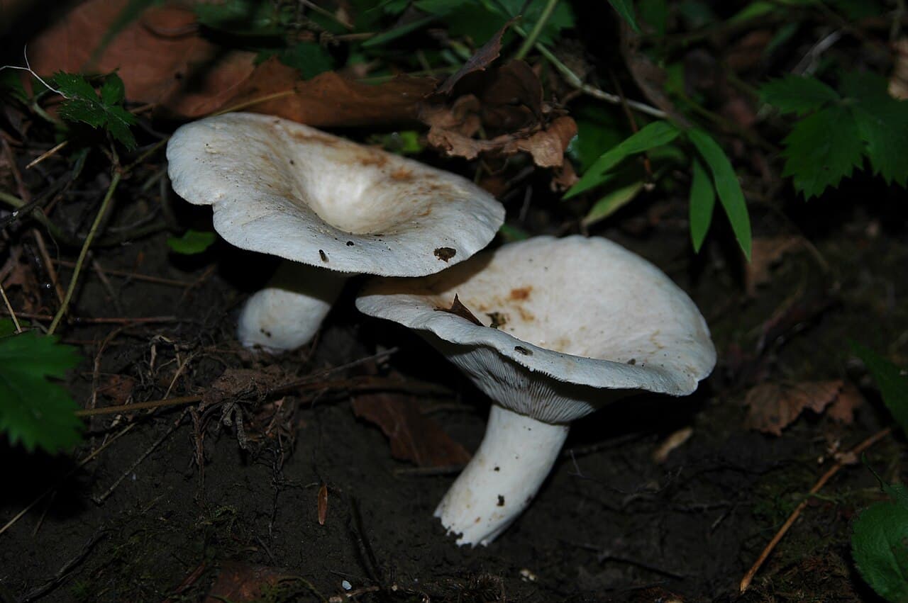 Ryzec peprný (Lactarius piperatus)