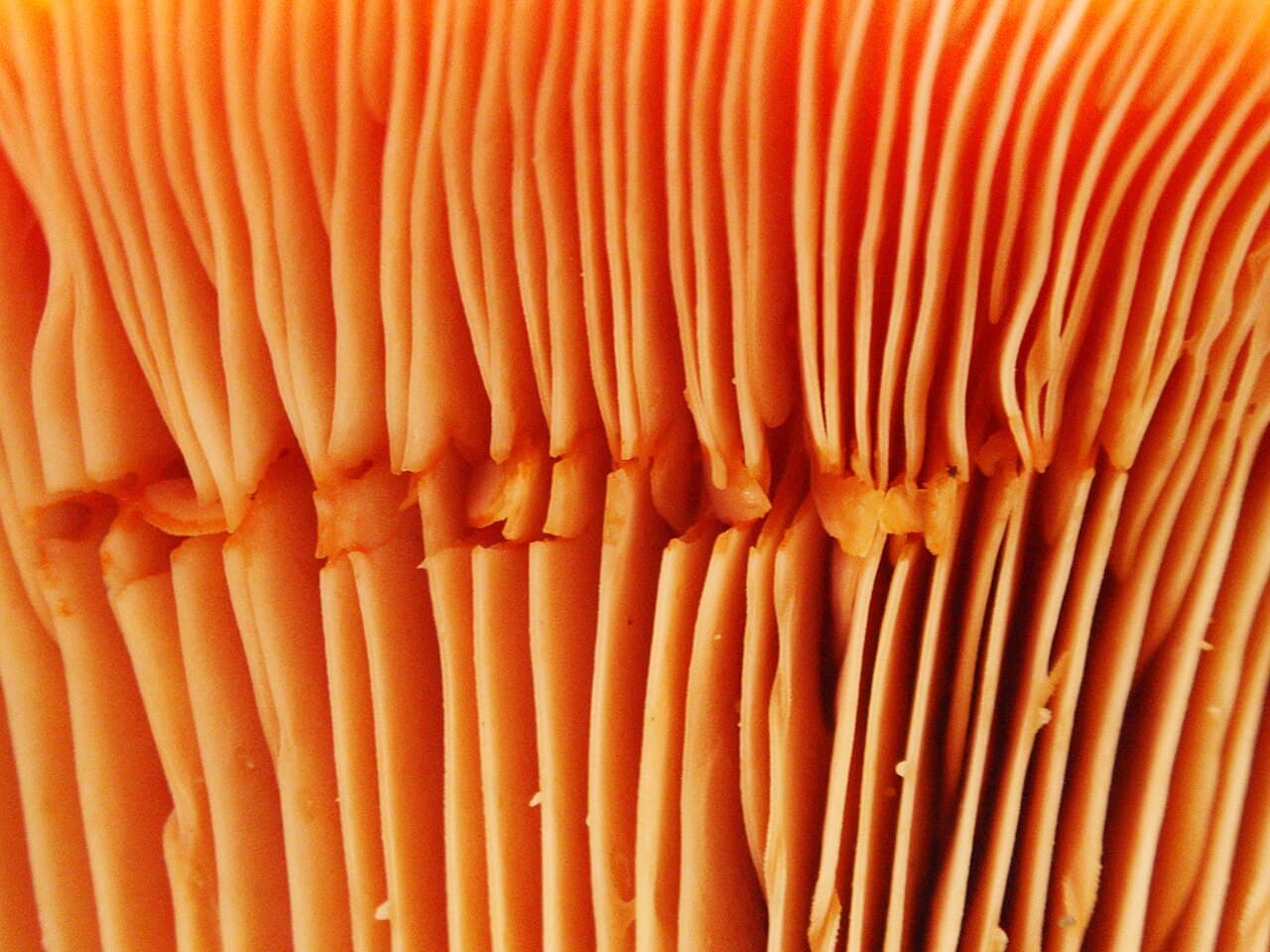 Ryzec pravý — charakteristický detail