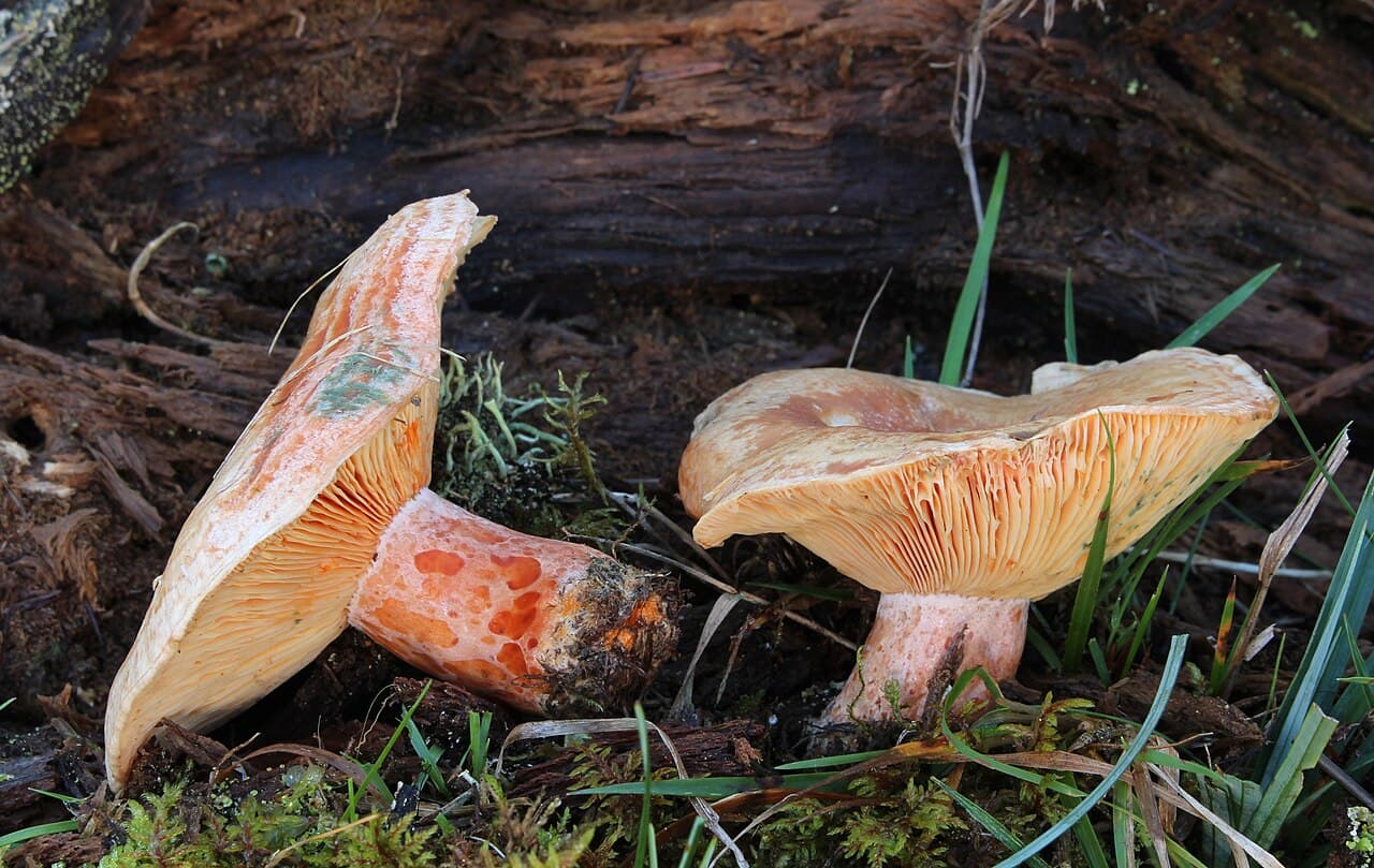 Ryzec pravý (Lactarius deliciosus)