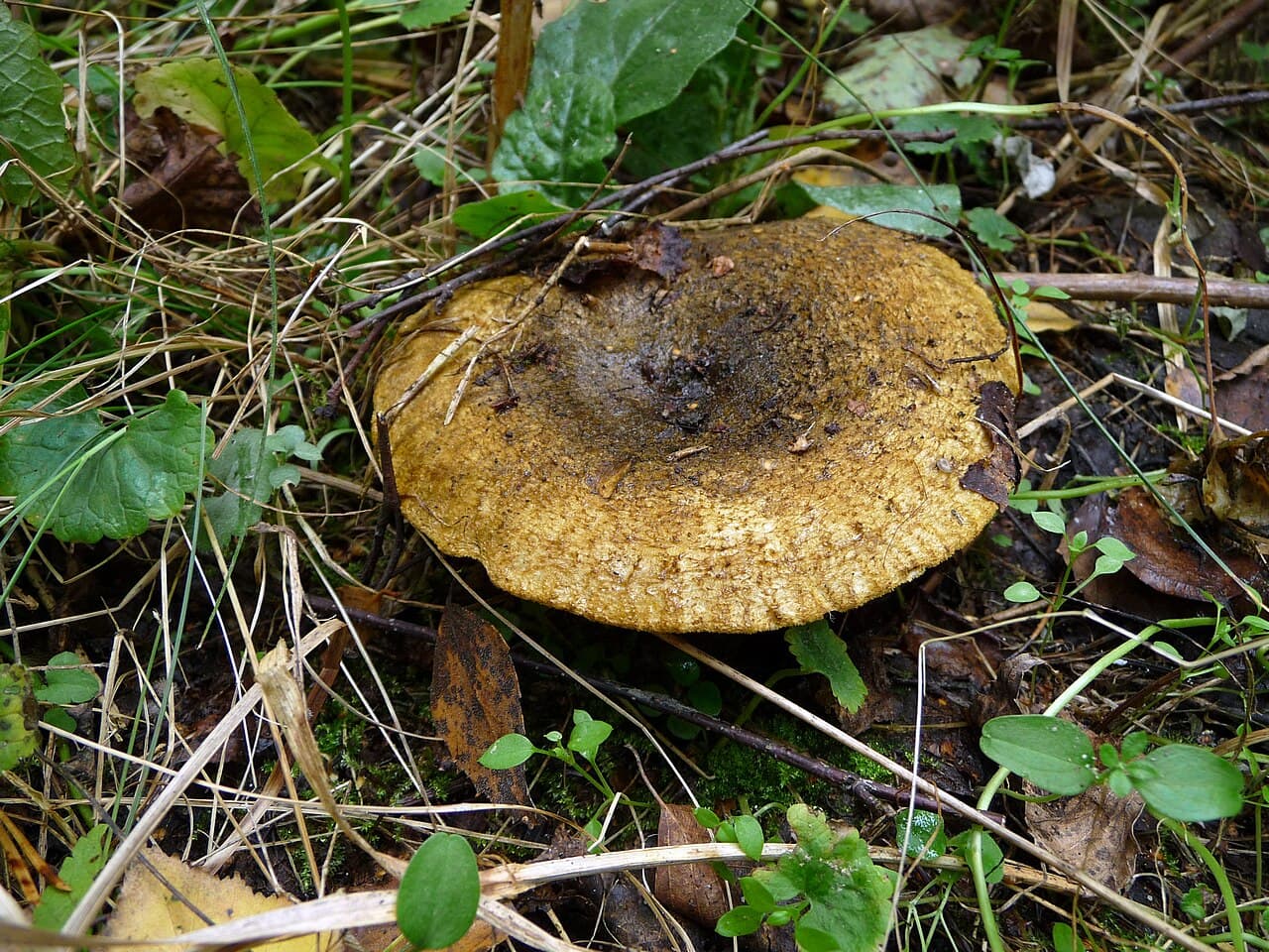 Ryzec šeredný (Lactarius turpis)