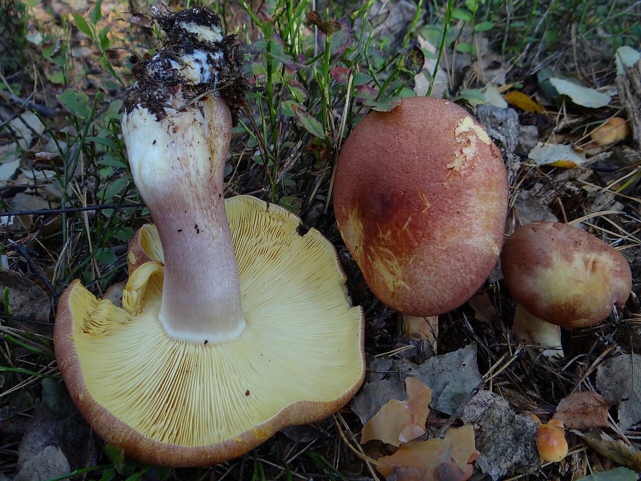Šafránka červenožlutá (Tricholomopsis rutilans)