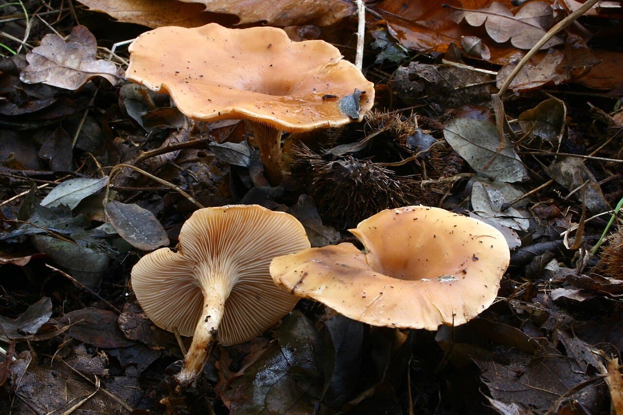 Strmělka přehrnutá (Lepista flaccida)