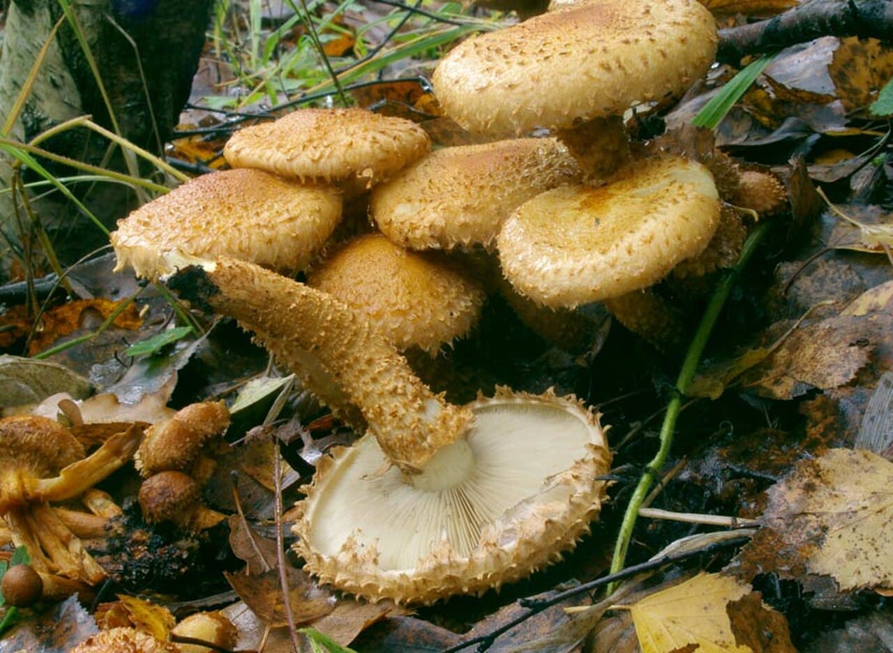 Šupinovka kostrbatá — charakteristický detail