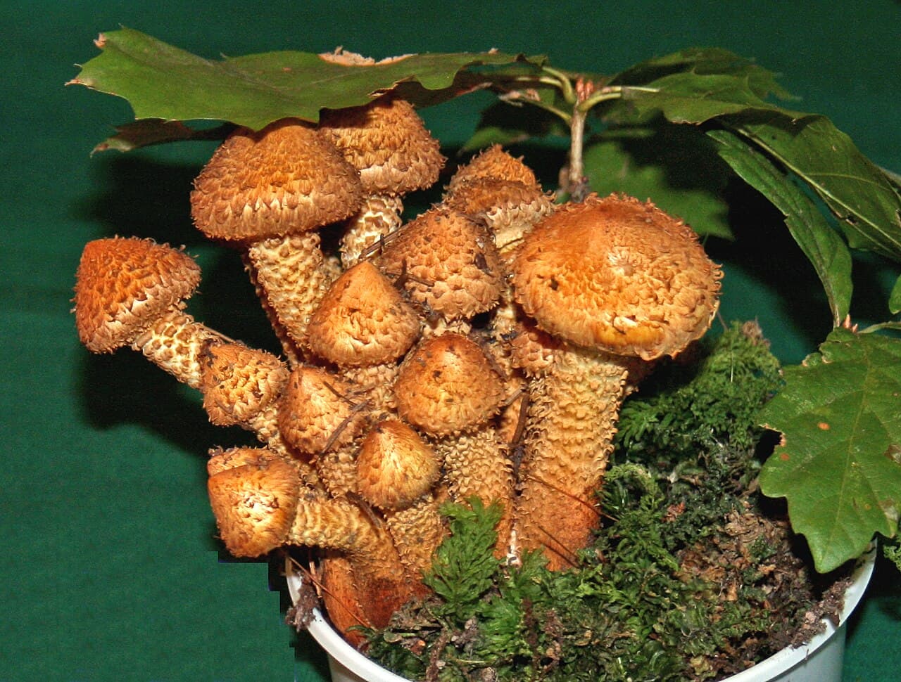 Šupinovka kostrbatá (Pholiota squarrosa)