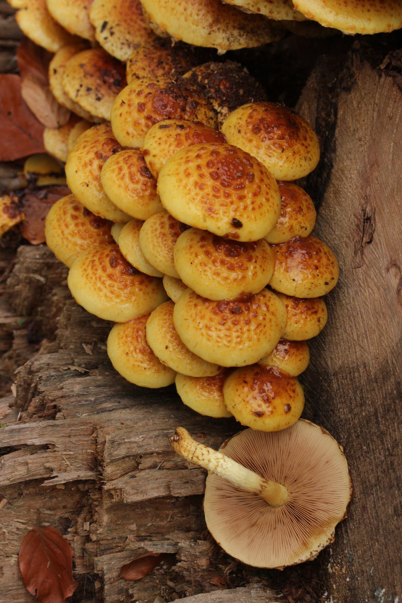 Šupinovka slizká — charakteristický detail