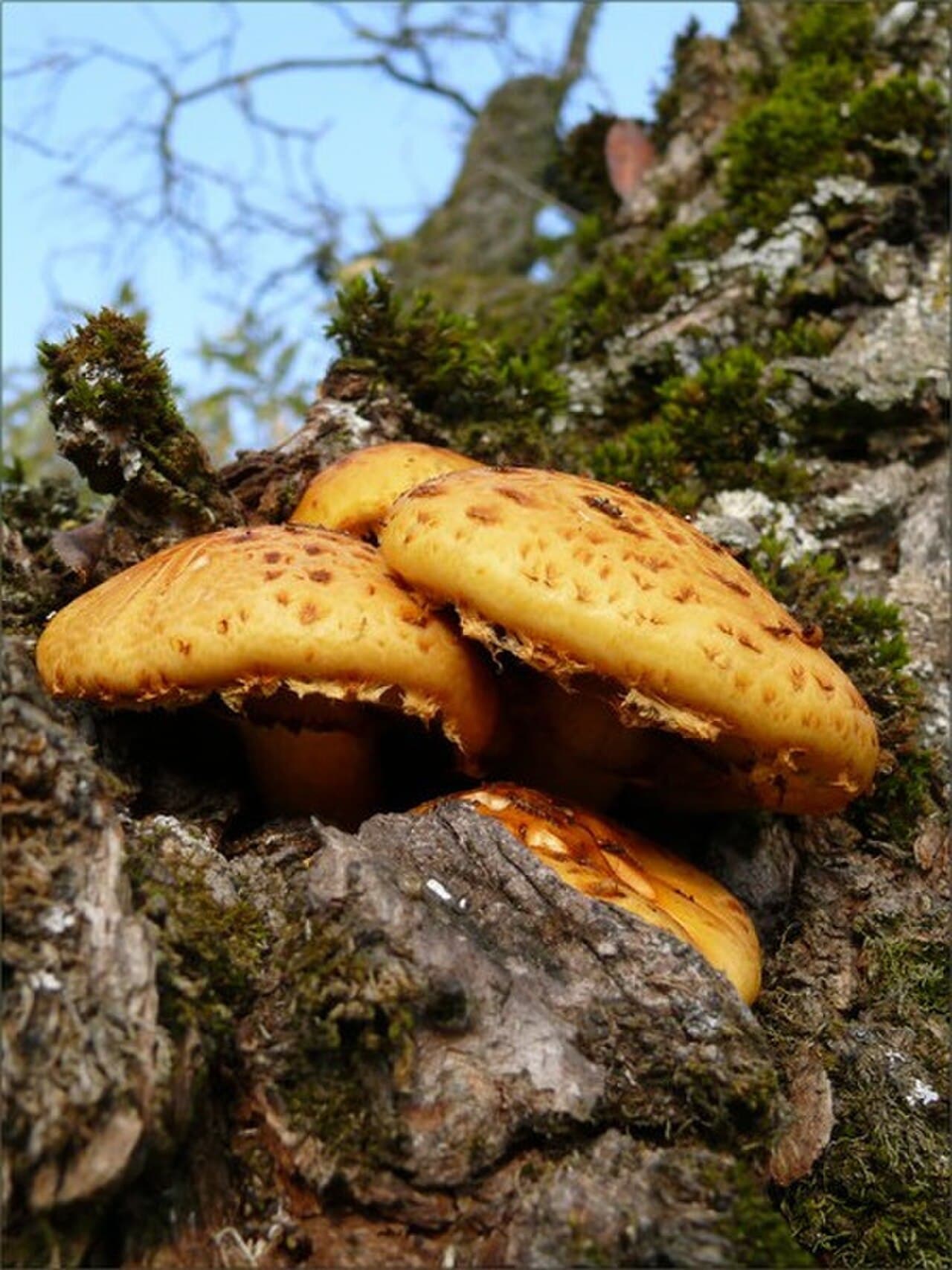 Šupinovka slizká (Pholiota adiposa)