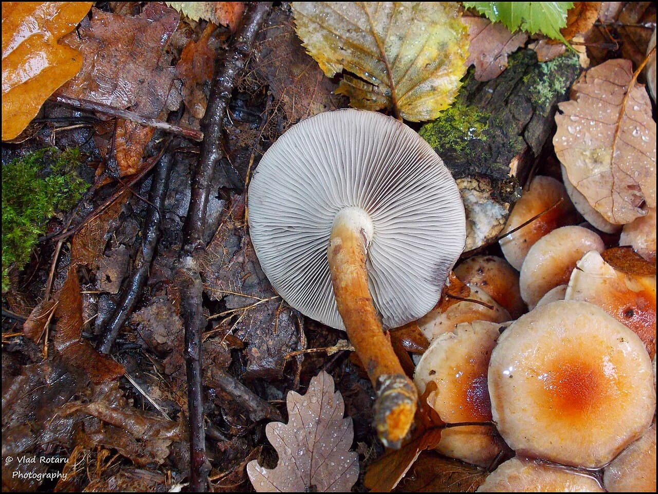 Třepenitka cihlová (Hypholoma lateritium)