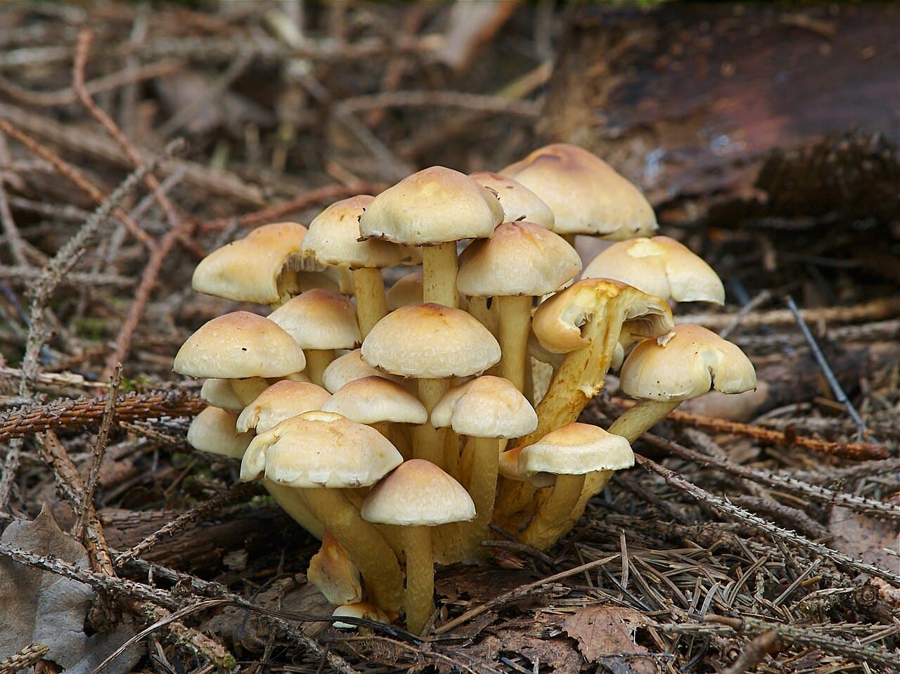 Třepenitka svazčitá — charakteristický detail