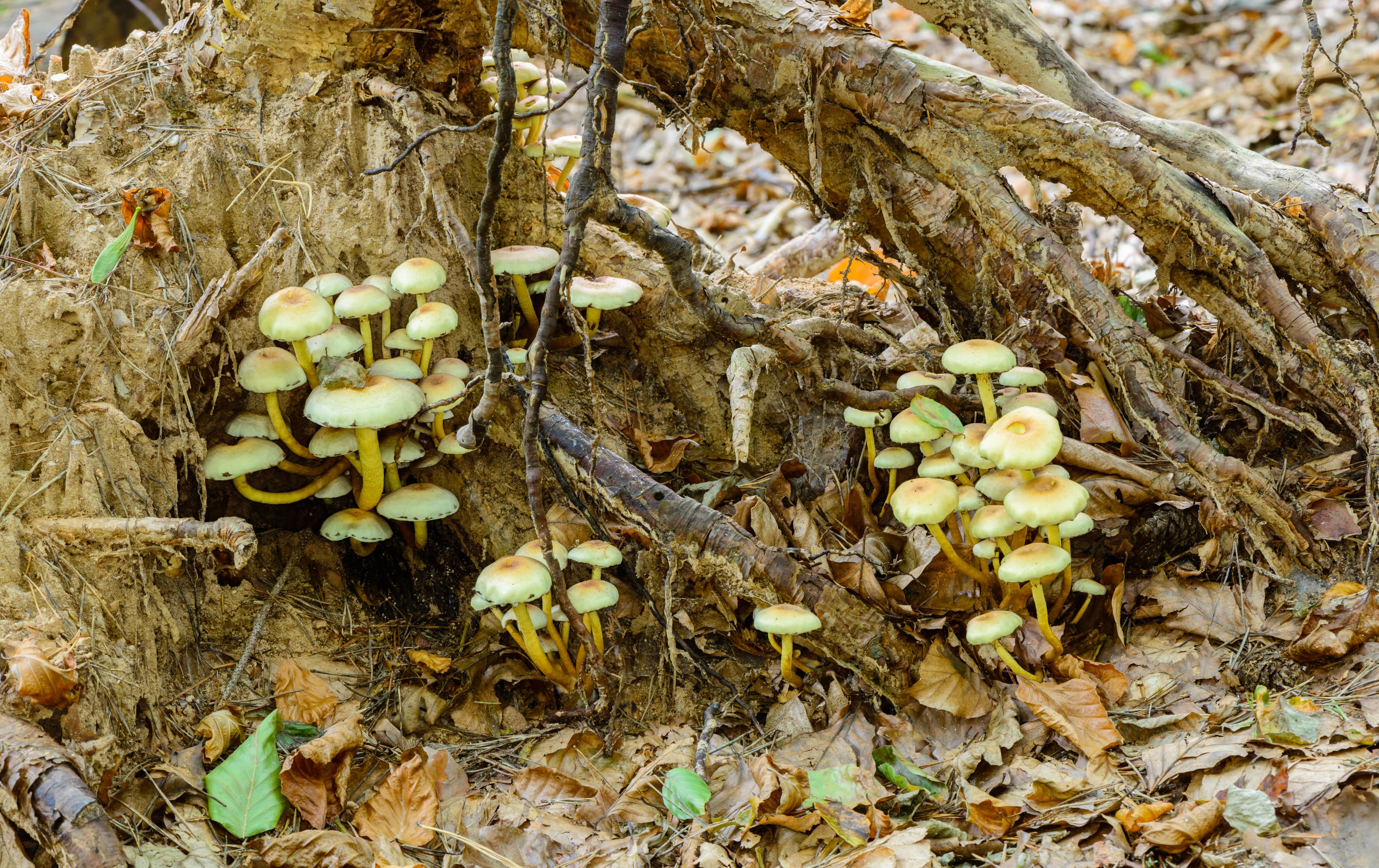 Třepenitka svazčitá (Hypholoma fasciculare)