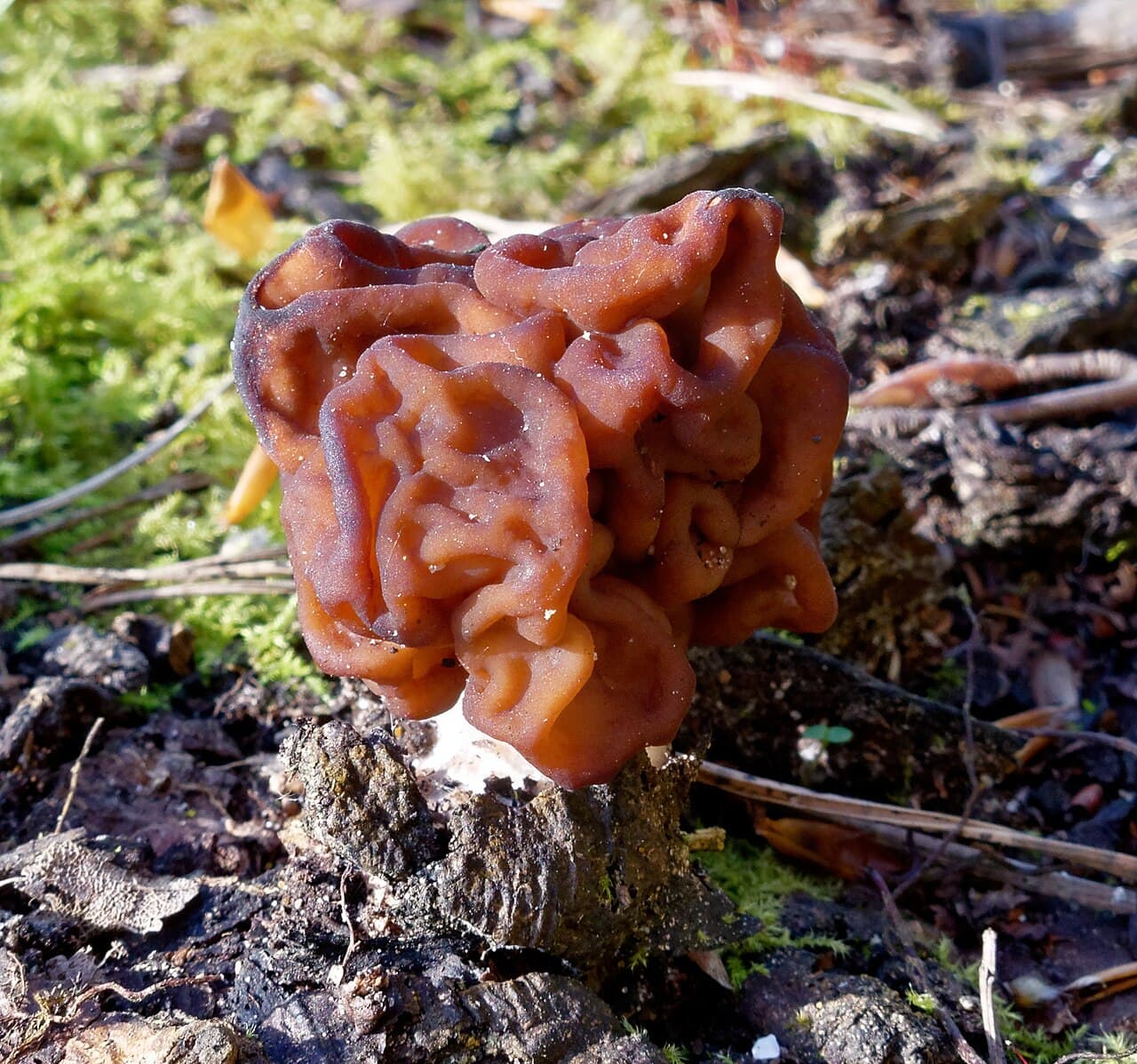 Ucháč obecný — charakteristický detail