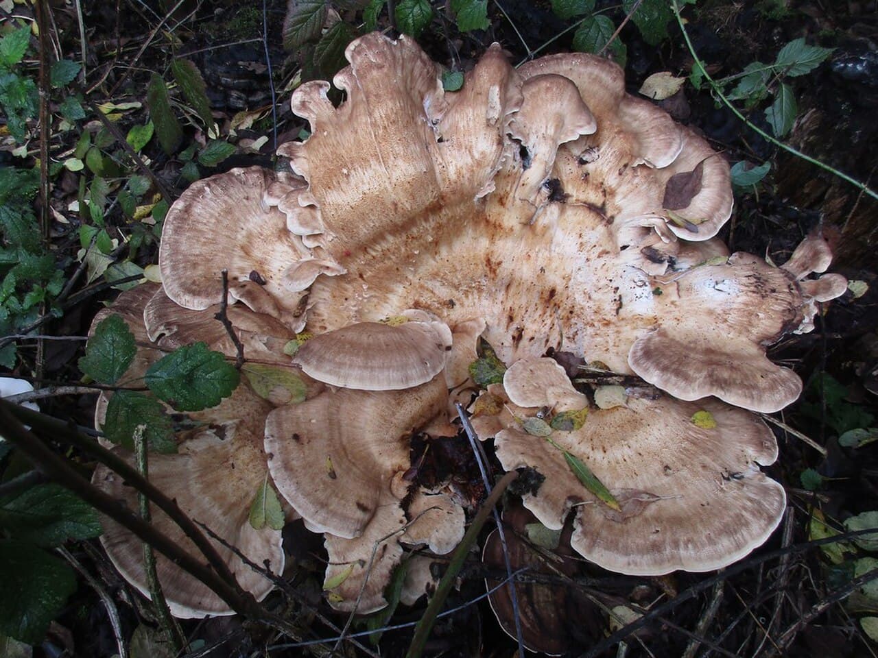 Vějířovec obrovský — charakteristický detail