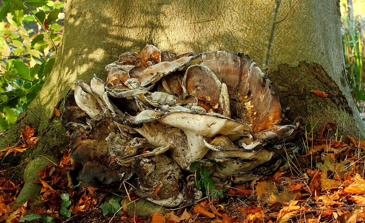 Vějířovec obrovský (Meripilus giganteus)