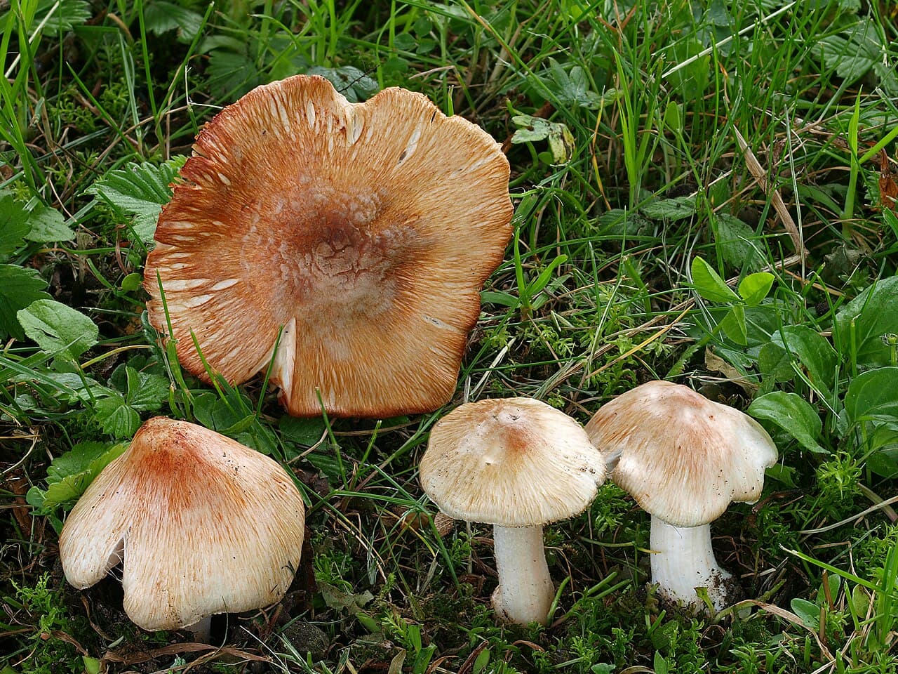 Vláknice začervenalá (Inocybe erubescens)
