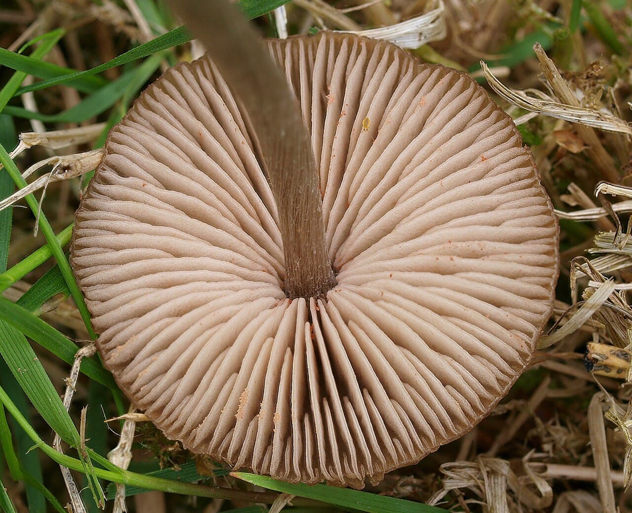 Závojenka křížovýtrusá — charakteristický detail
