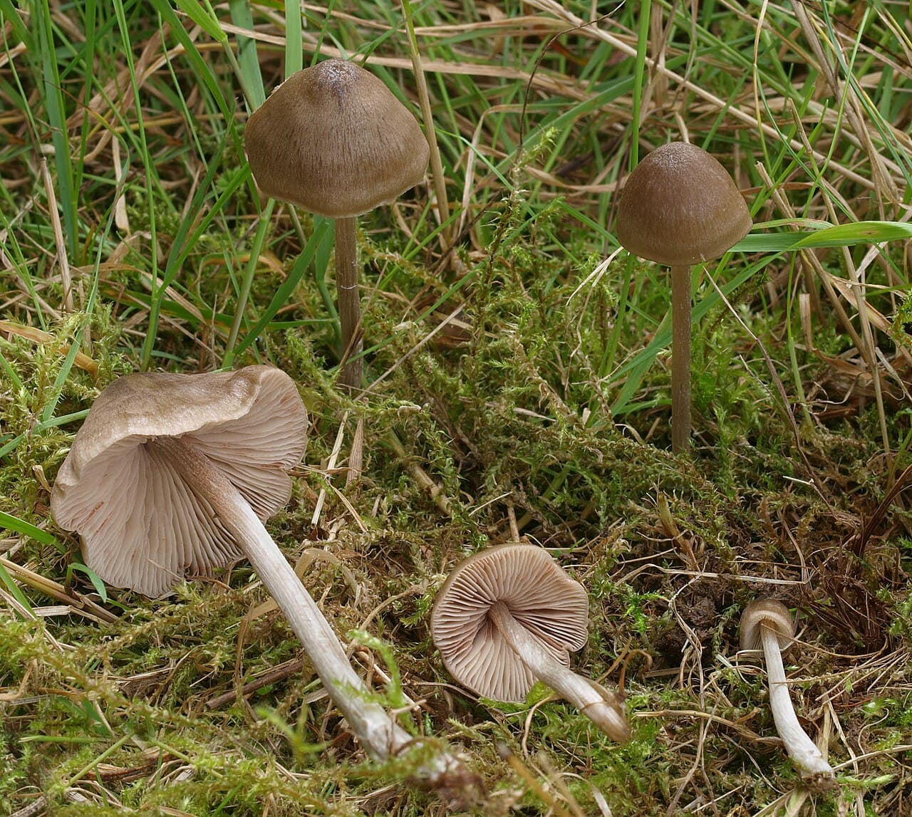 Závojenka křížovýtrusá (Entoloma conferendum)