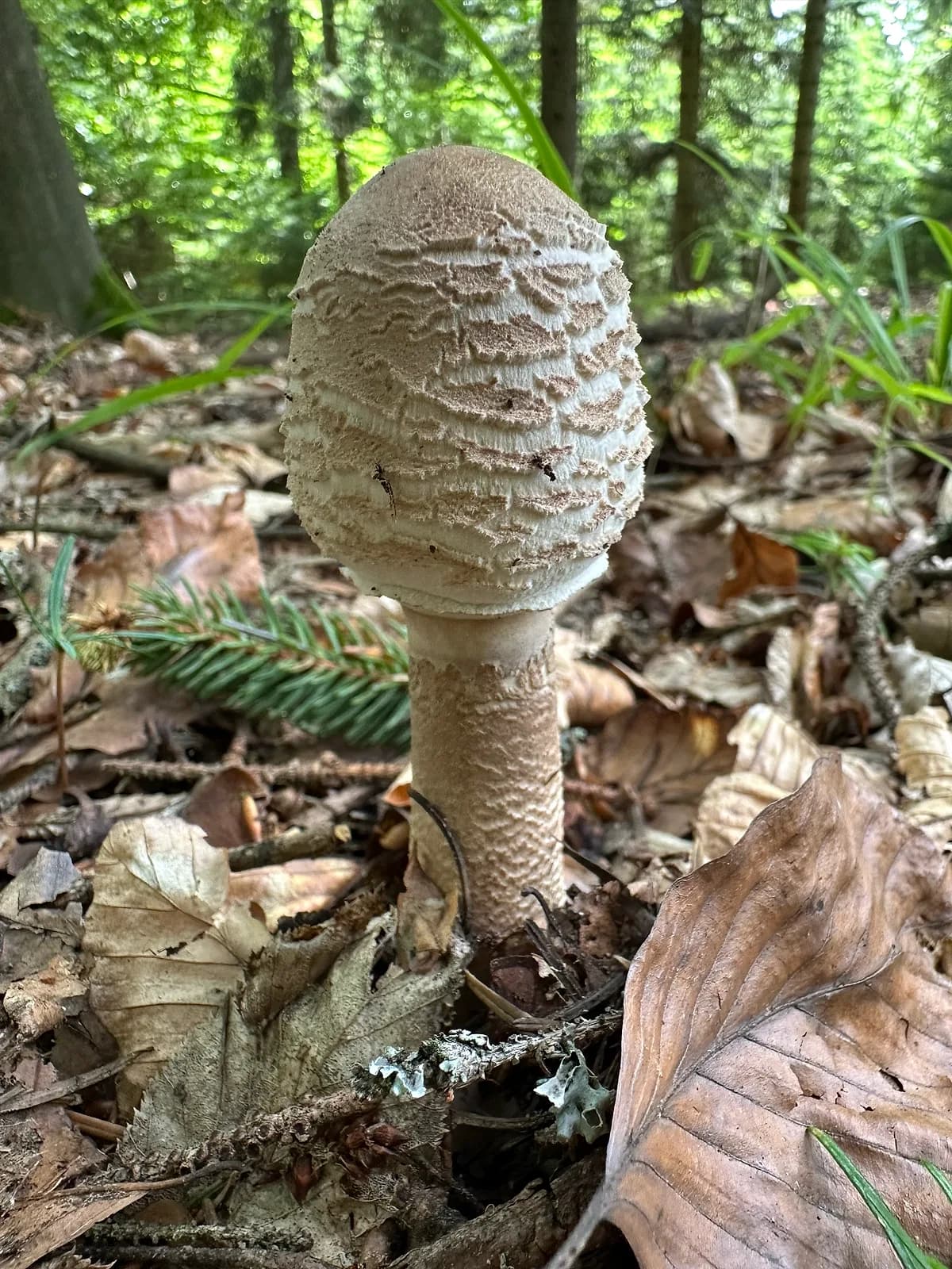 Bedla vysoká (Macrolepiota procera)