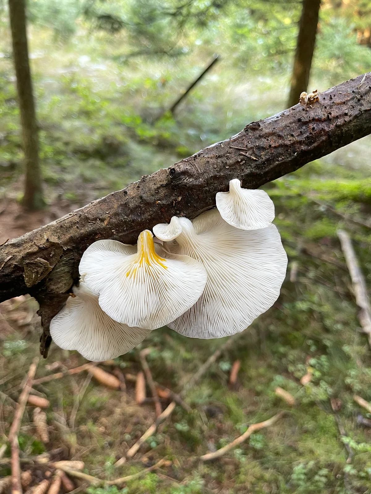 Hlíva plicní (Pleurotus pulmonarius)