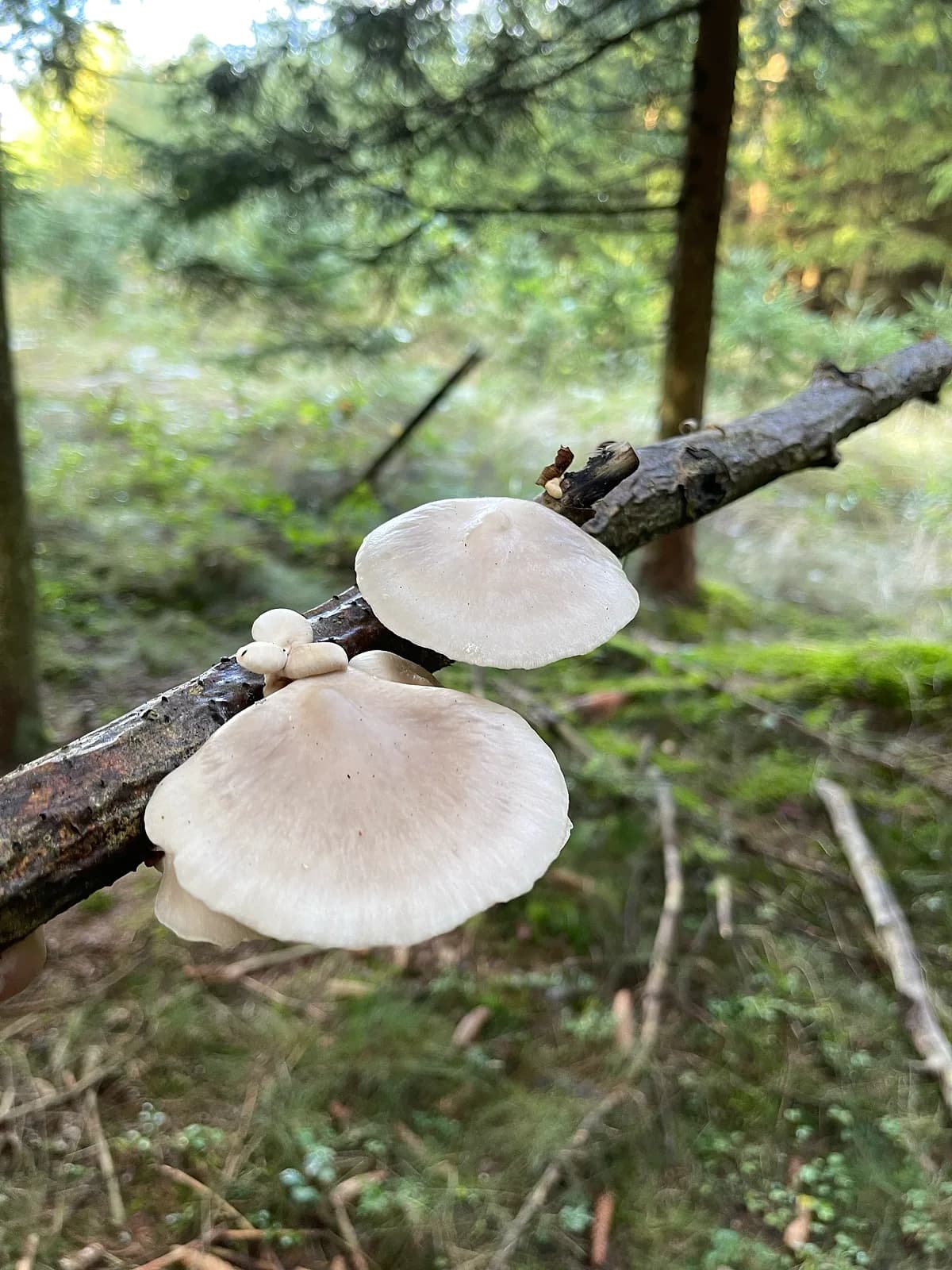 Hlíva plicní — charakteristický detail