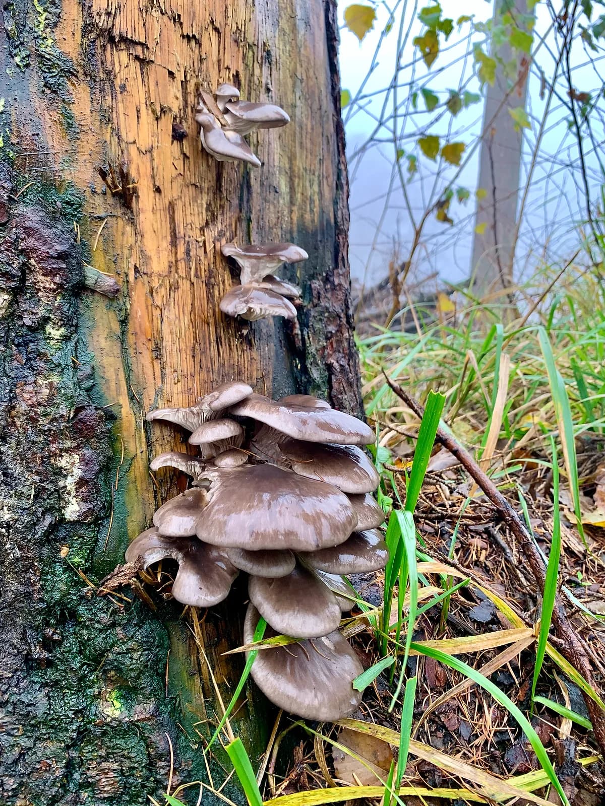 Hlíva ústřičná — charakteristický detail